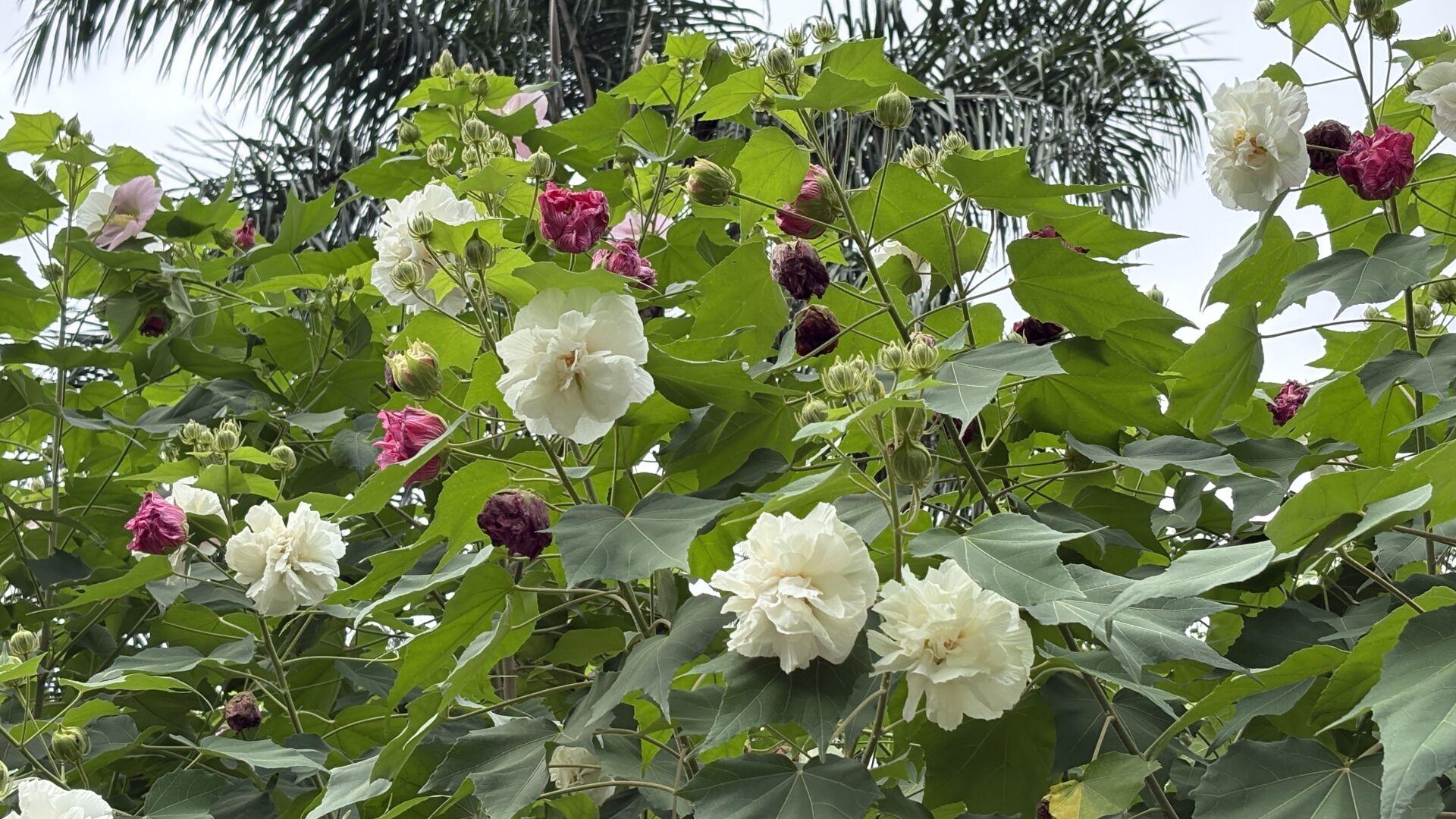 https://www.fa.gov.hk/木芙蓉