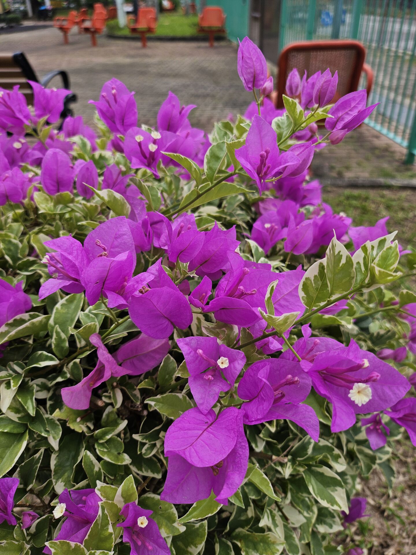 https://www.fa.gov.hk/葉子花 (簕杜鵑)