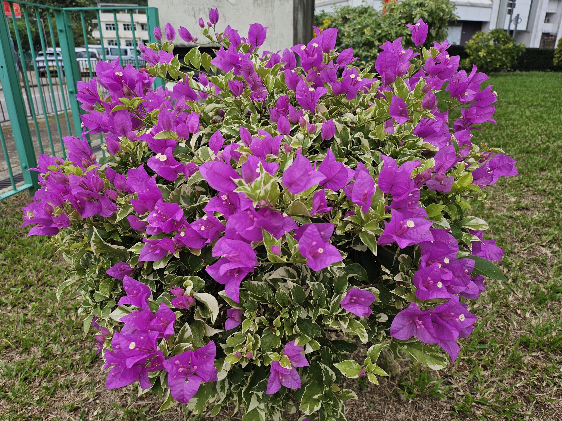 https://www.fa.gov.hk/葉子花 (簕杜鵑)