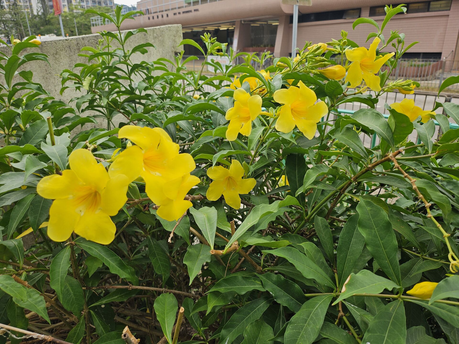 https://www.fa.gov.hk/黃蟬