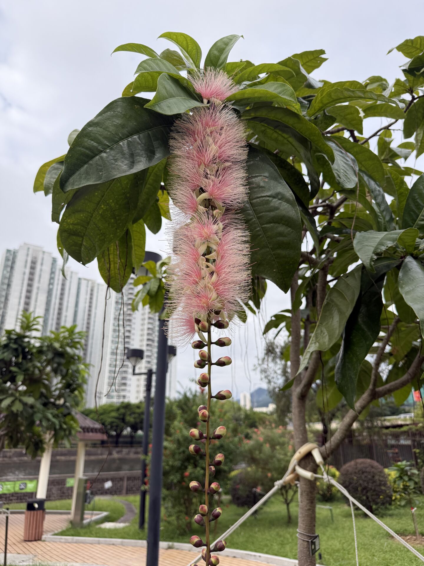 https://www.fa.gov.hk/穗花棋盤腳