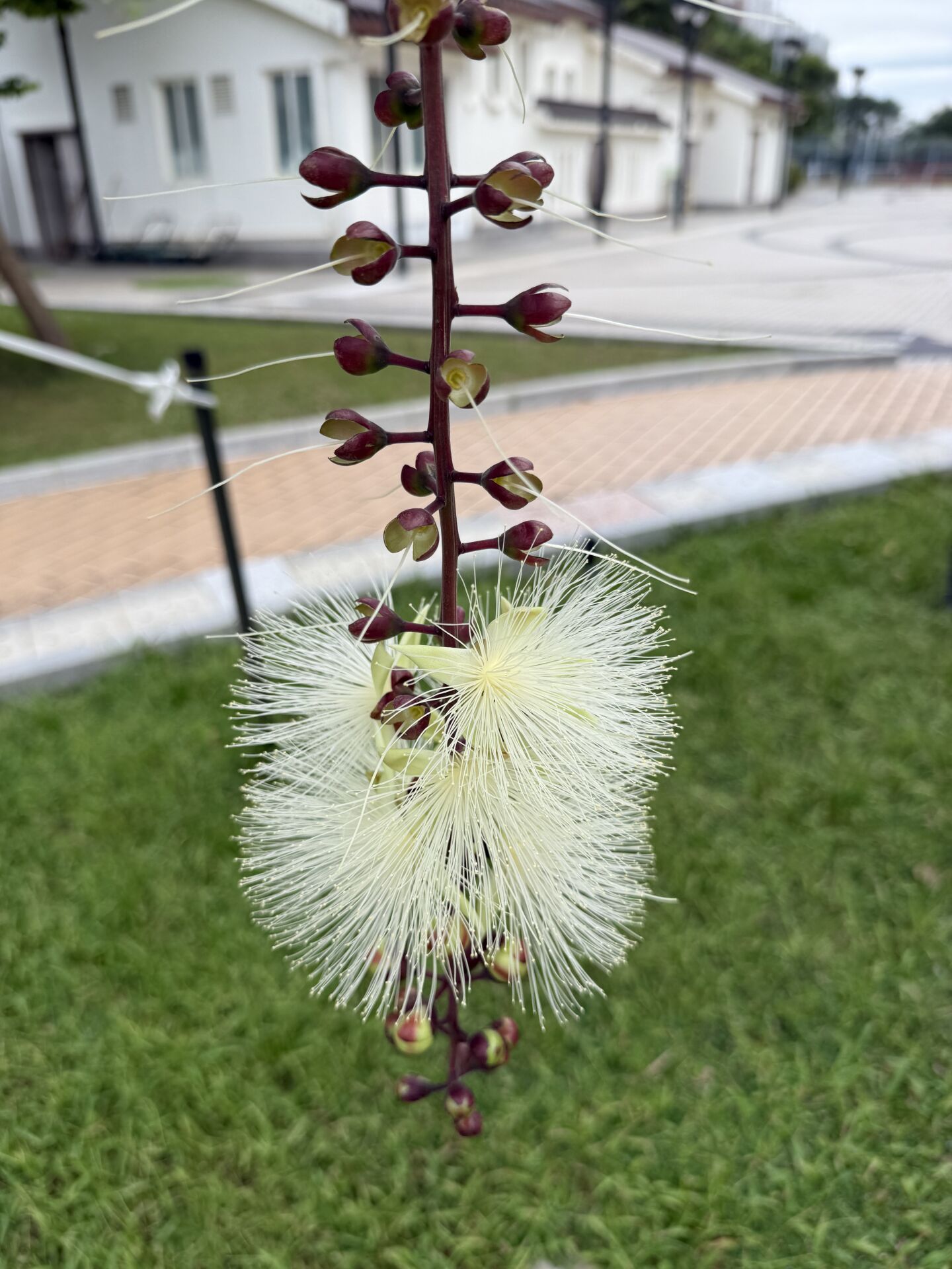 https://www.fa.gov.hk/穗花棋盤腳