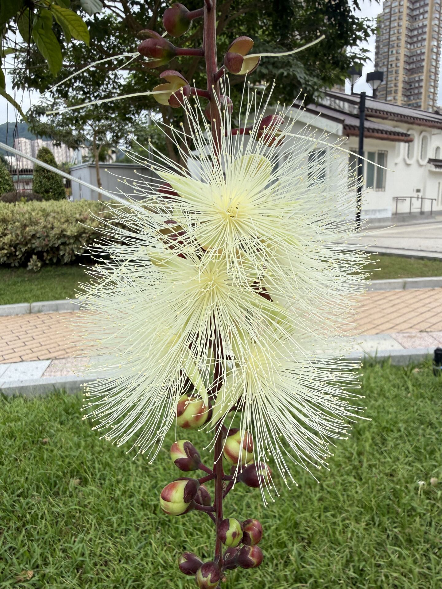 https://www.fa.gov.hk/穗花棋盤腳