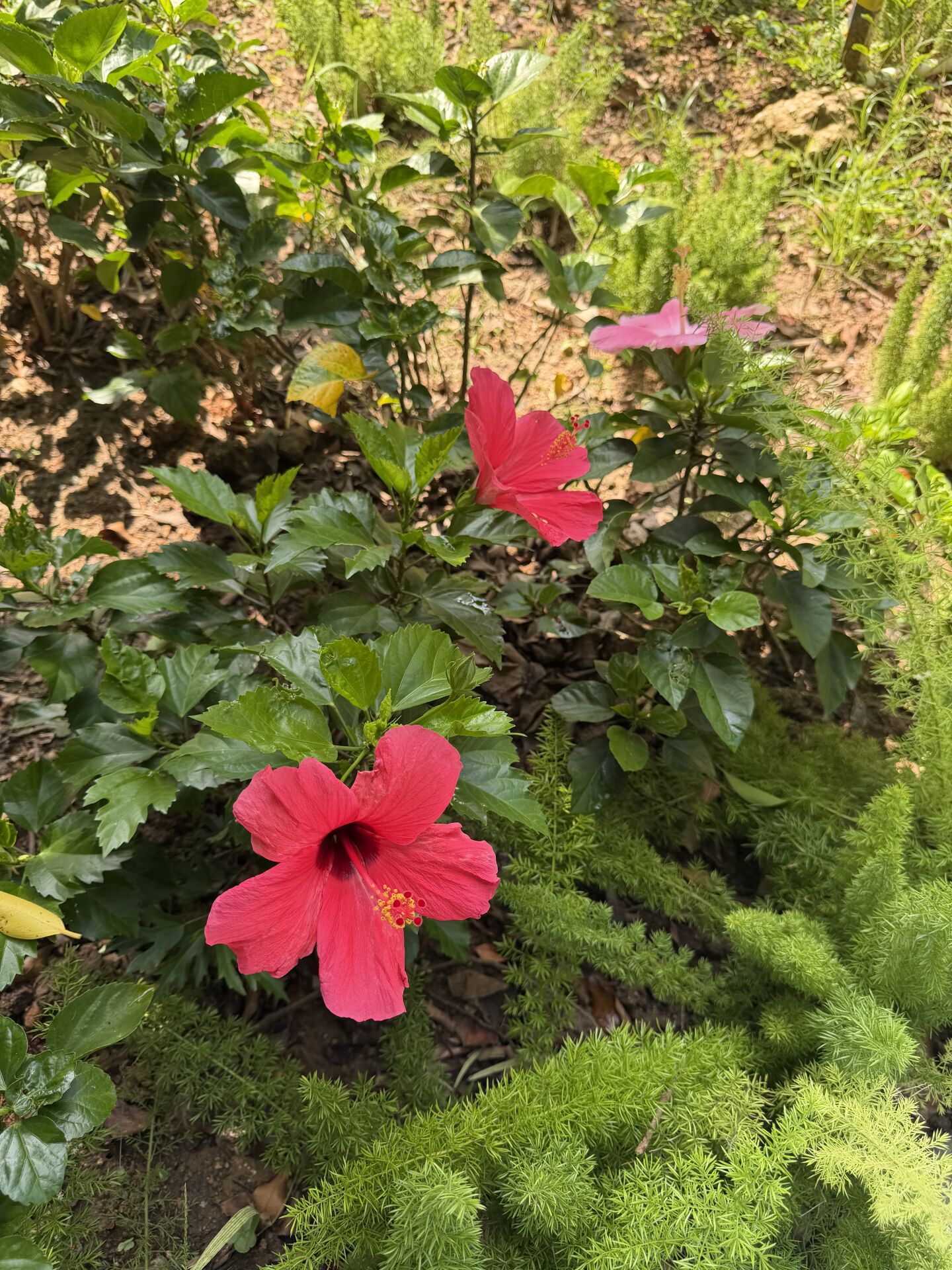 https://www.fa.gov.hk/朱槿(扶桑、大紅花)