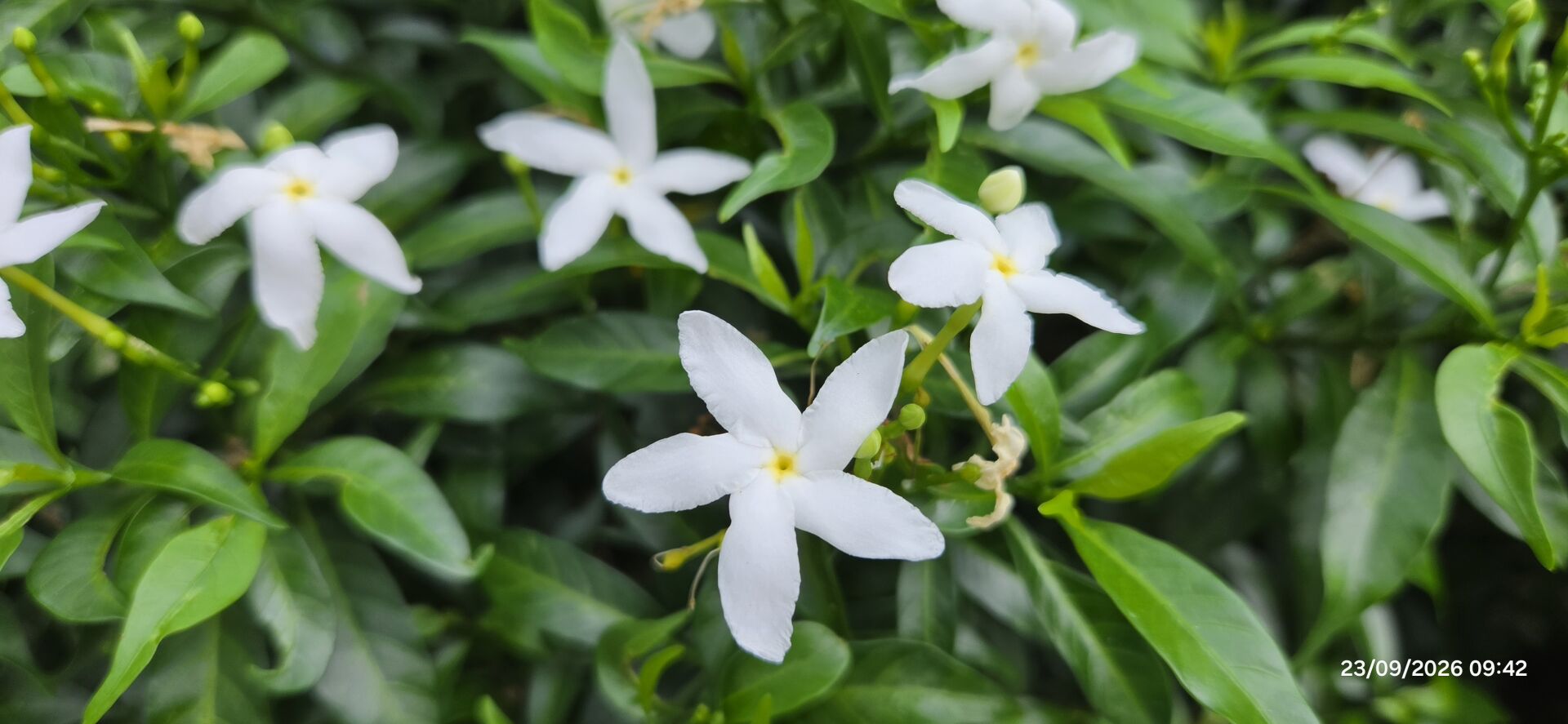https://www.fa.gov.hk/珍珠狗牙花