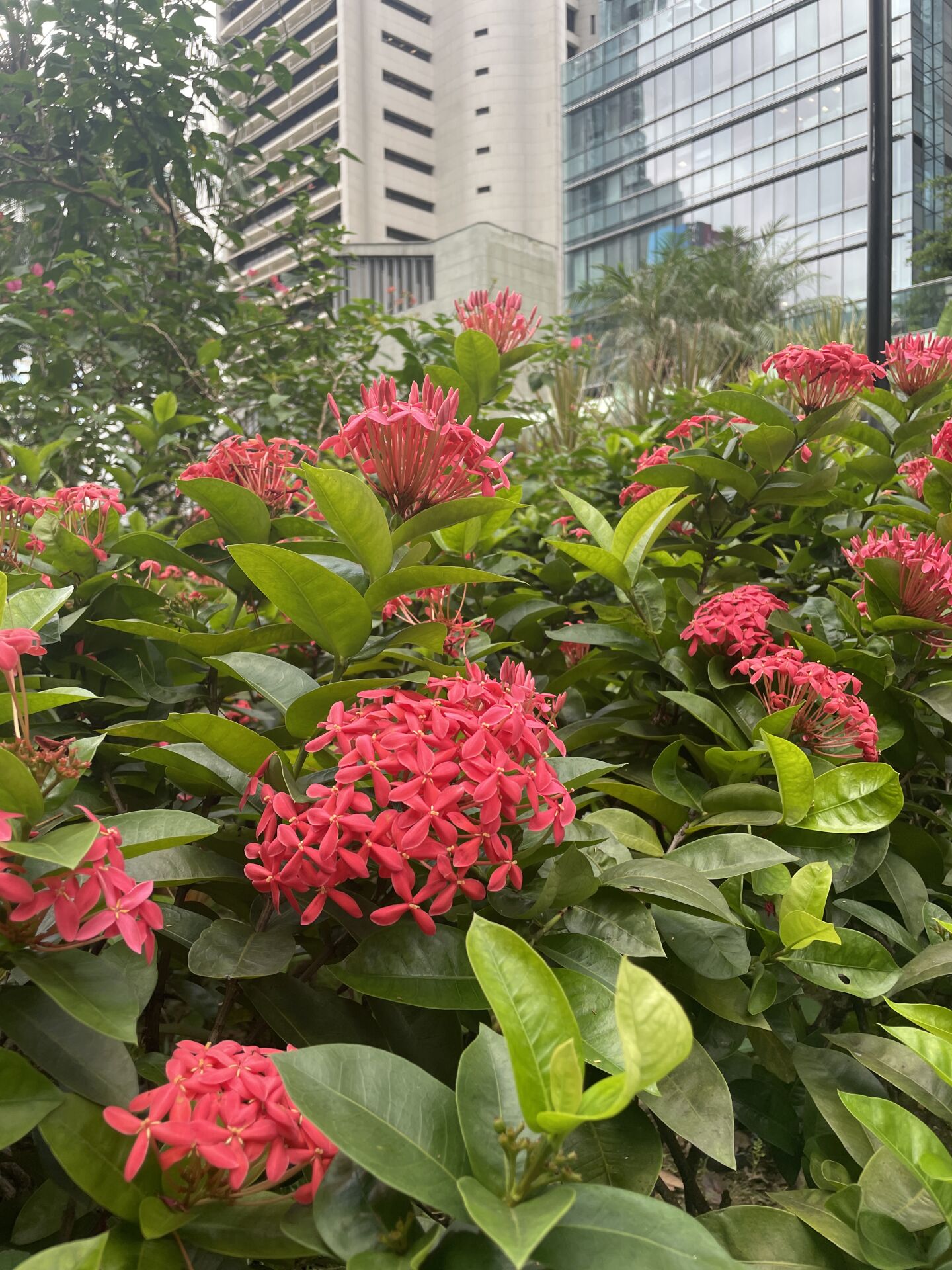 https://www.fa.gov.hk/龍船花