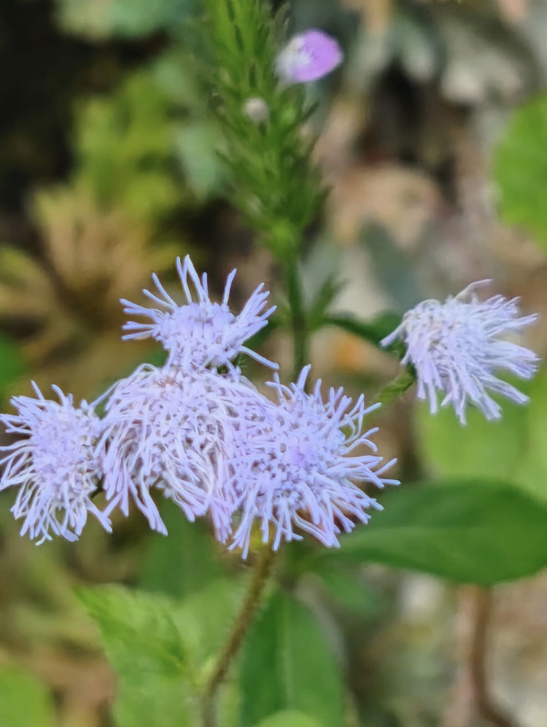 https://www.fa.gov.hk/藿香薊（勝紅薊）