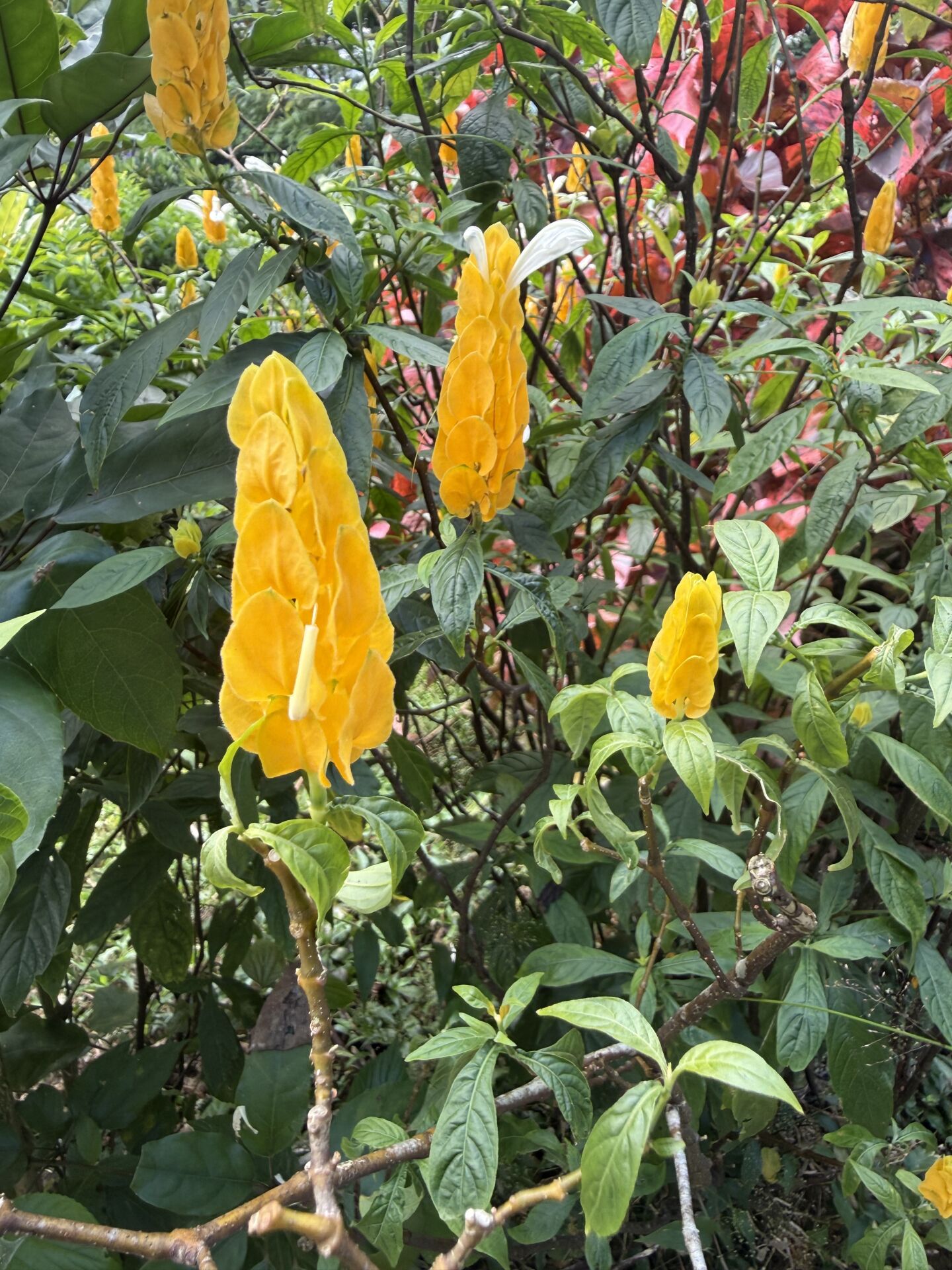 https://www.fa.gov.hk/金苞花(黃鴨咀花)	