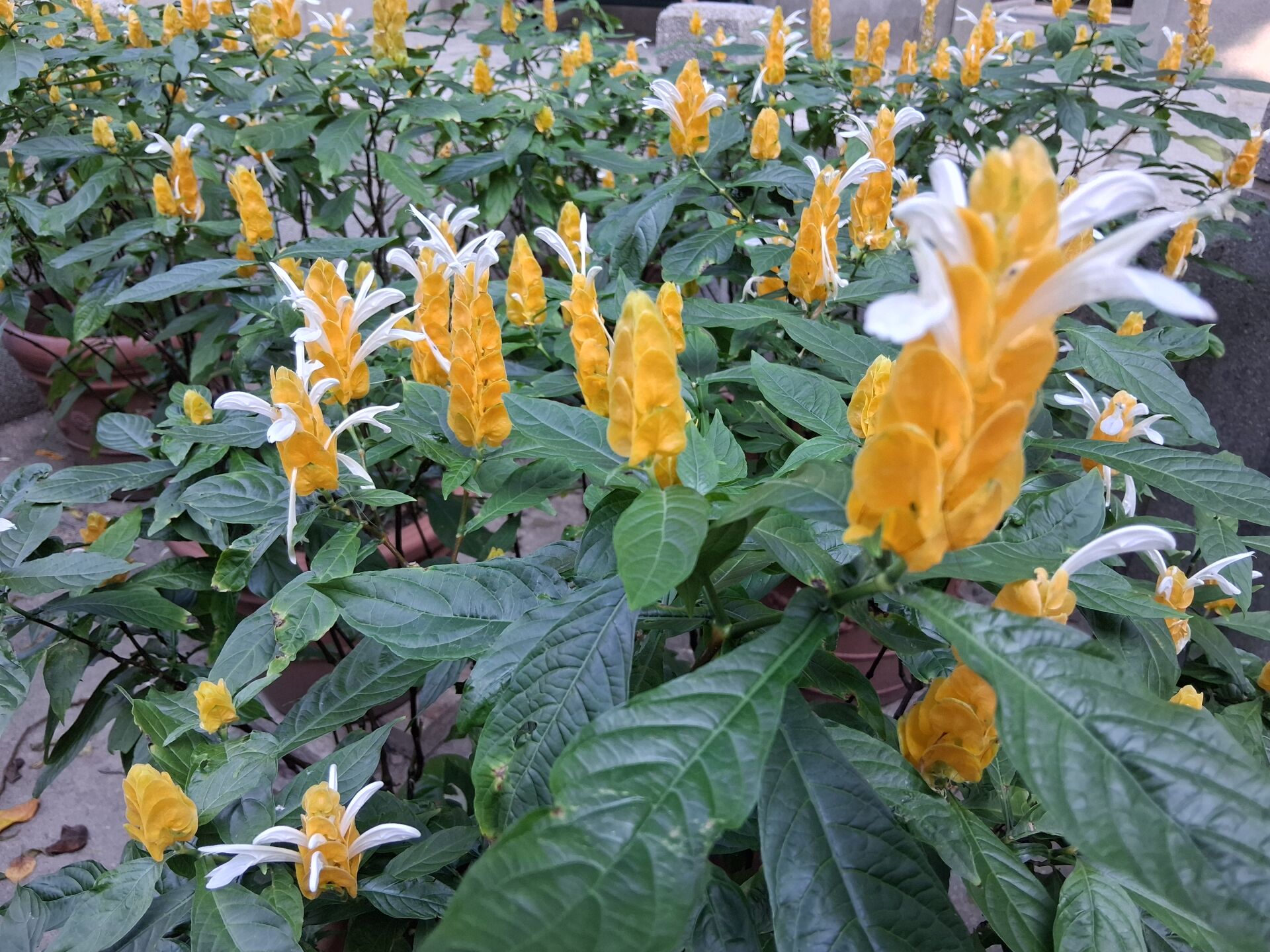 https://www.fa.gov.hk/金苞花(黃鴨咀花)