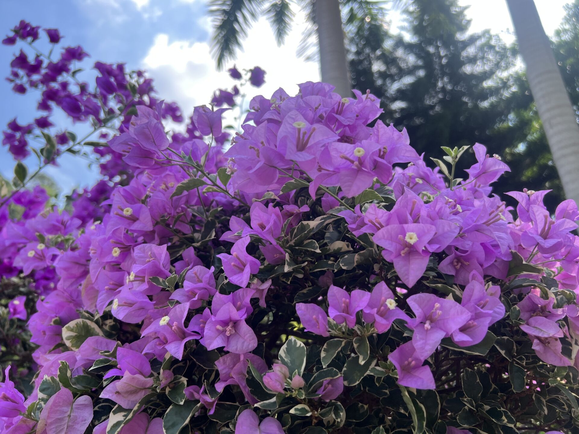 https://www.fa.gov.hk/葉子花 (簕杜鵑)