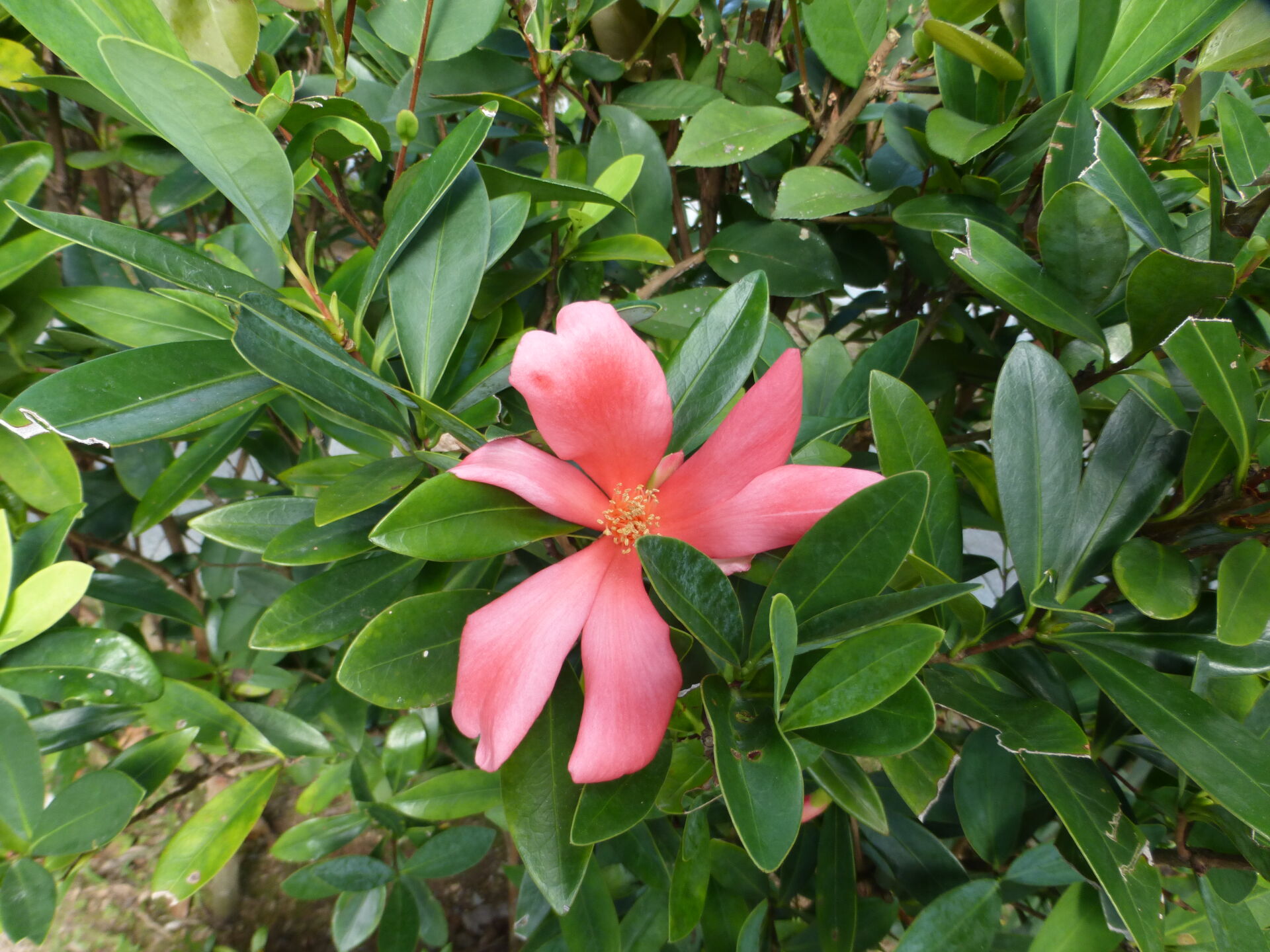 https://www.fa.gov.hk/杜鵑紅山茶