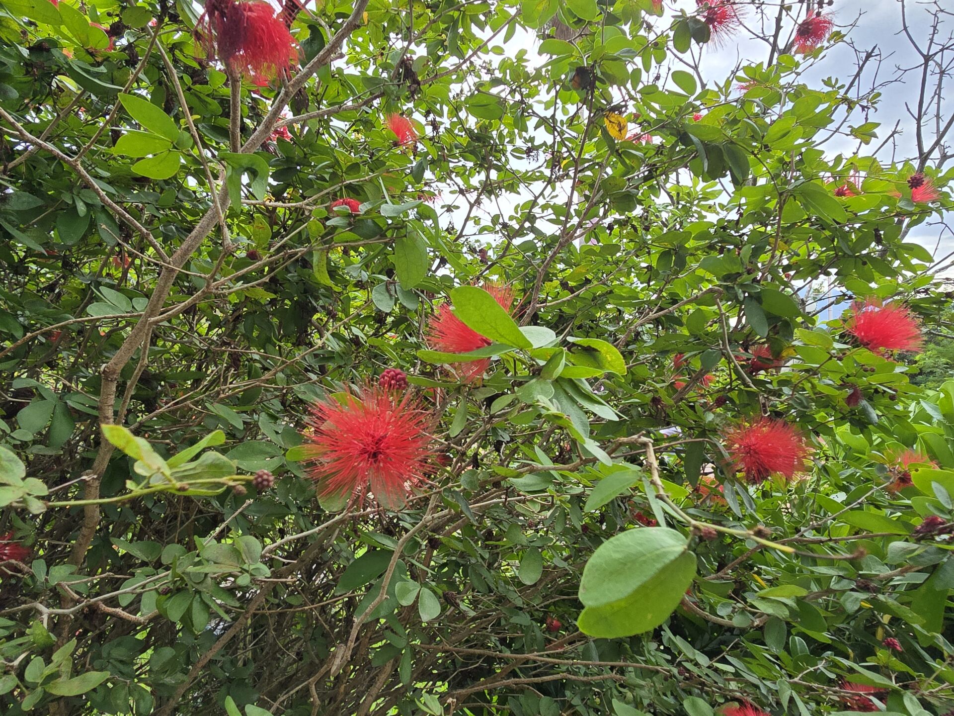 https://www.fa.gov.hk/朱纓花(紅絨球)
