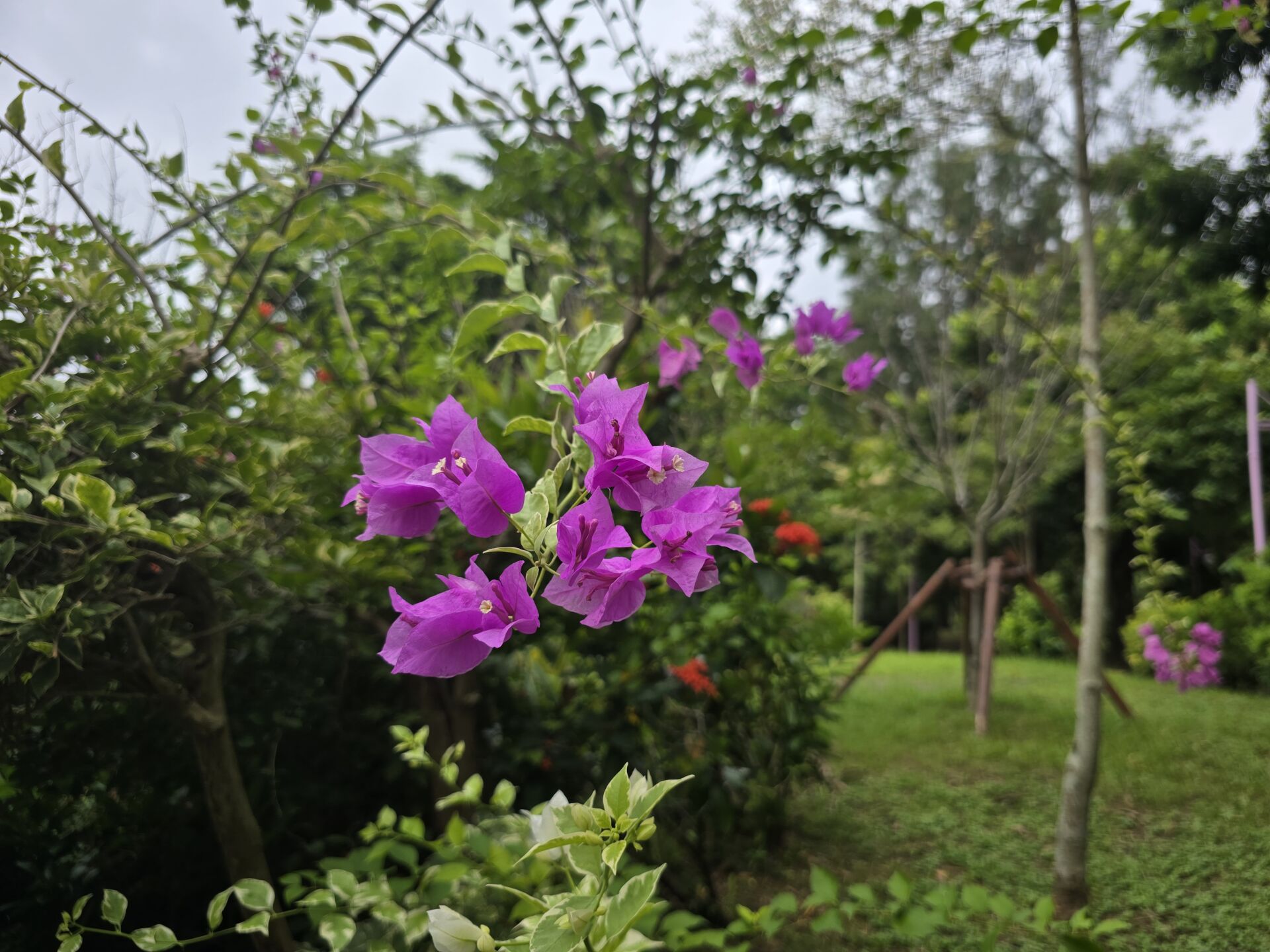 https://www.fa.gov.hk/葉子花 (簕杜鵑)