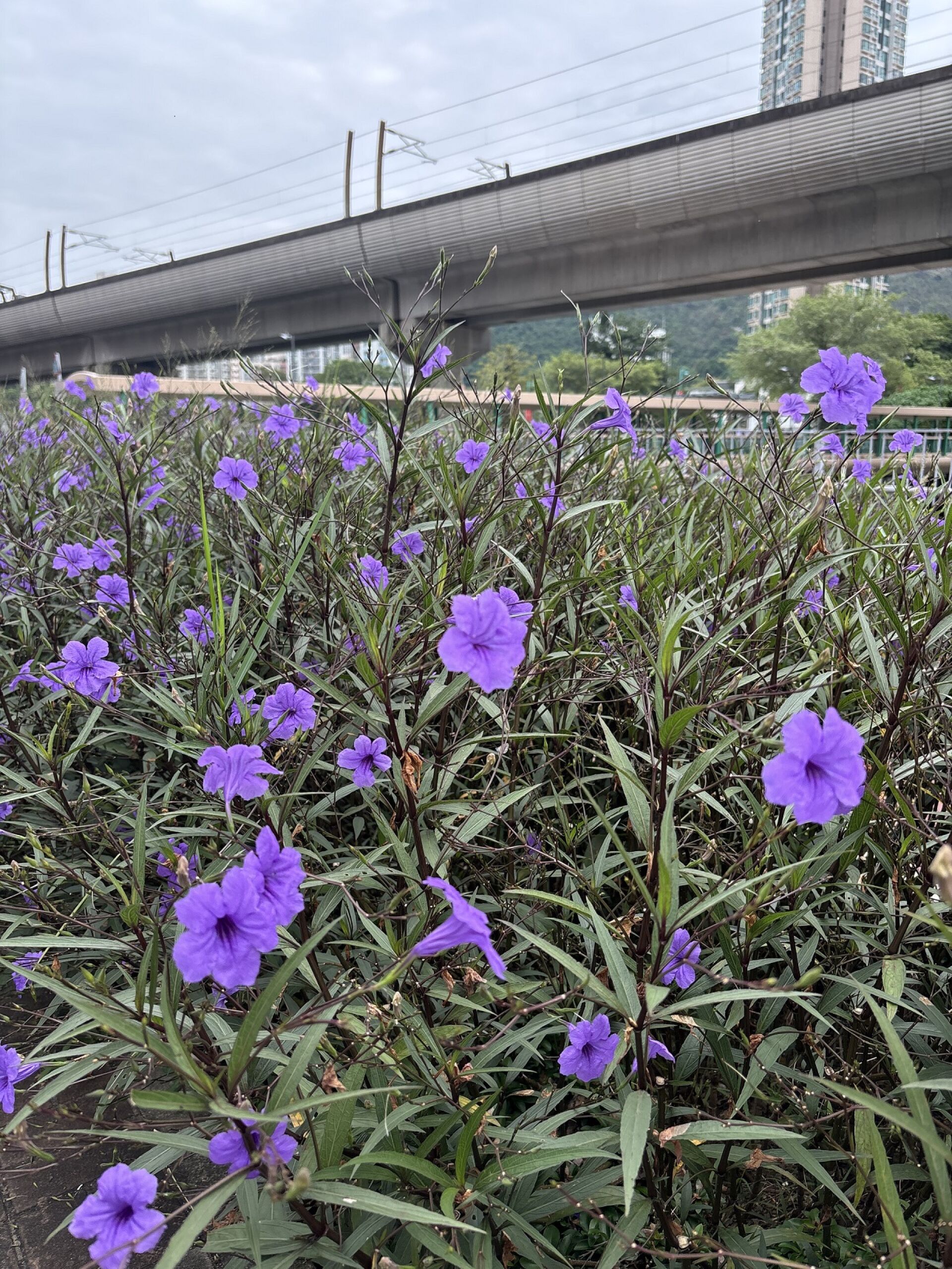 https://www.fa.gov.hk/翠蘆莉