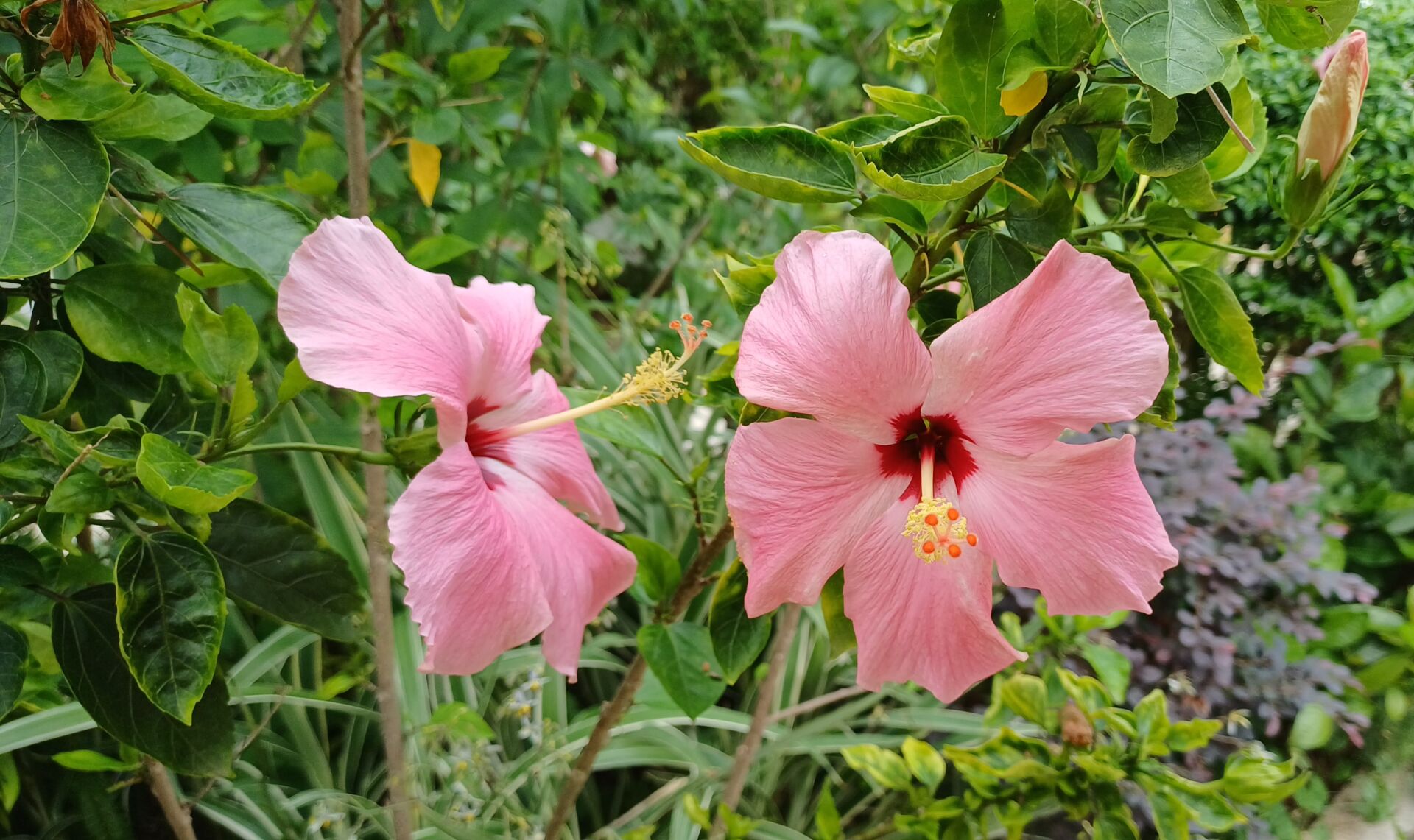 https://www.fa.gov.hk/朱槿(扶桑、大紅花)