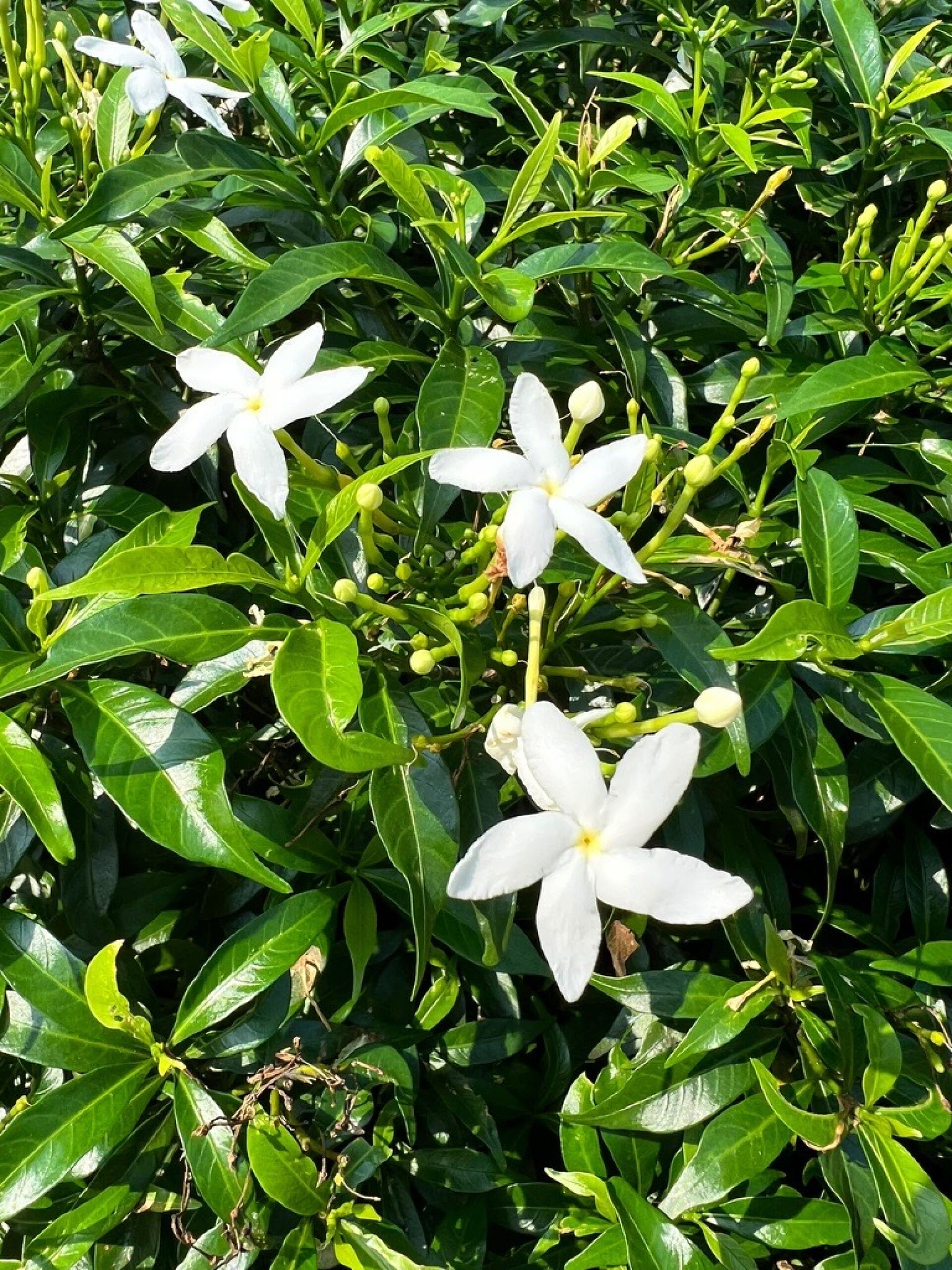 https://www.fa.gov.hk/珍珠狗牙花