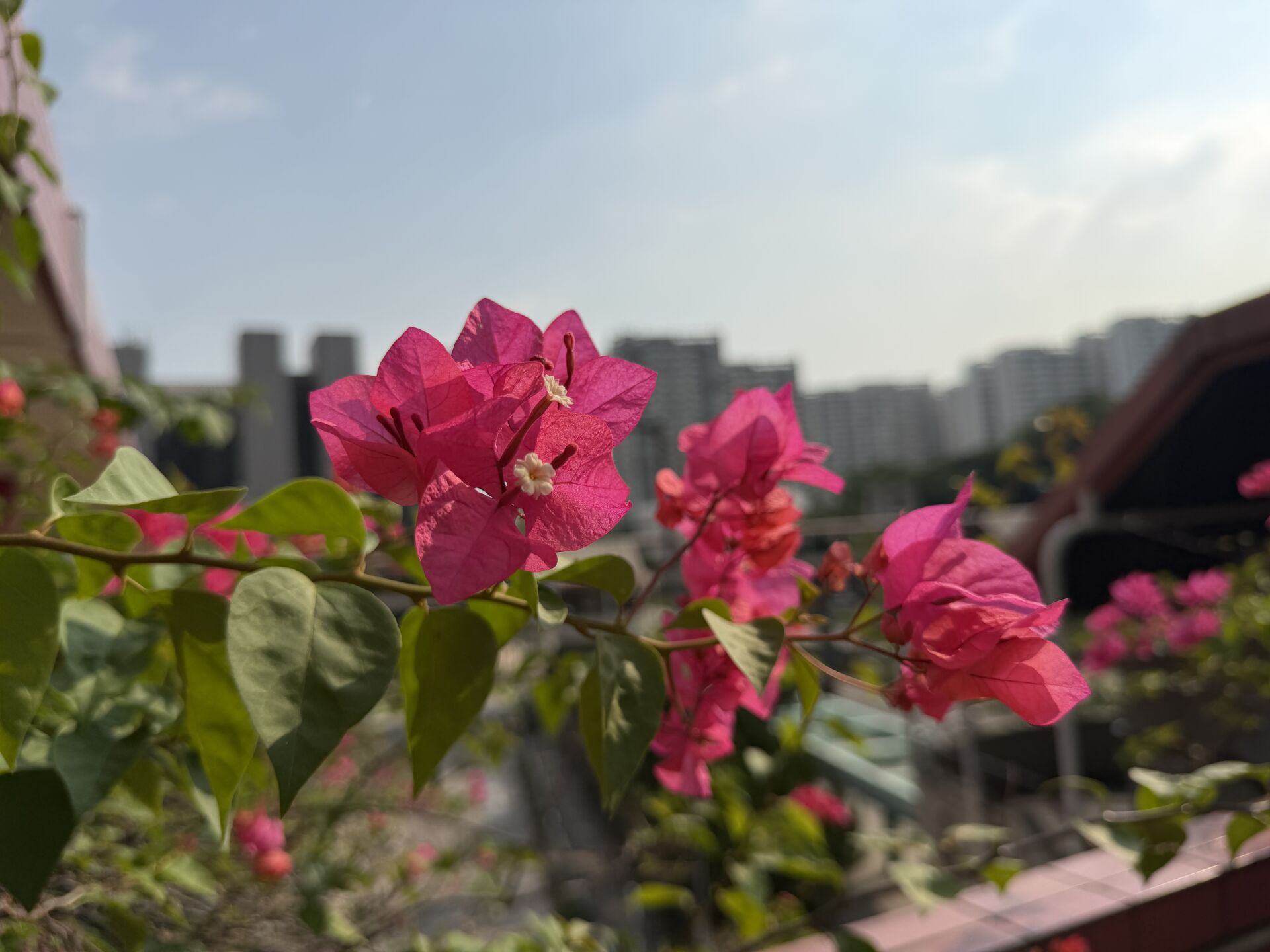 https://www.fa.gov.hk/葉子花 (簕杜鵑)