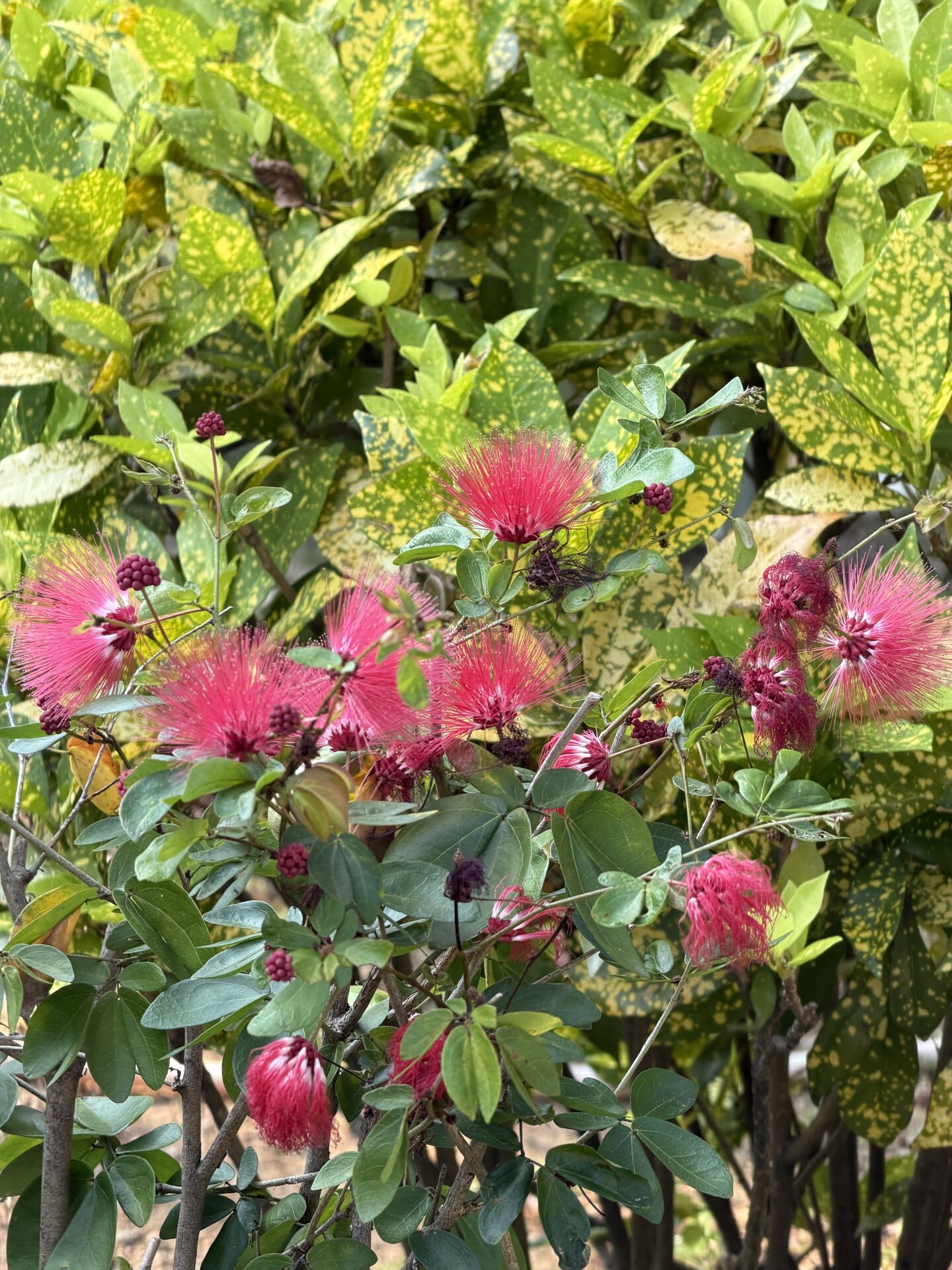 https://www.fa.gov.hk/朱纓花(紅絨球)