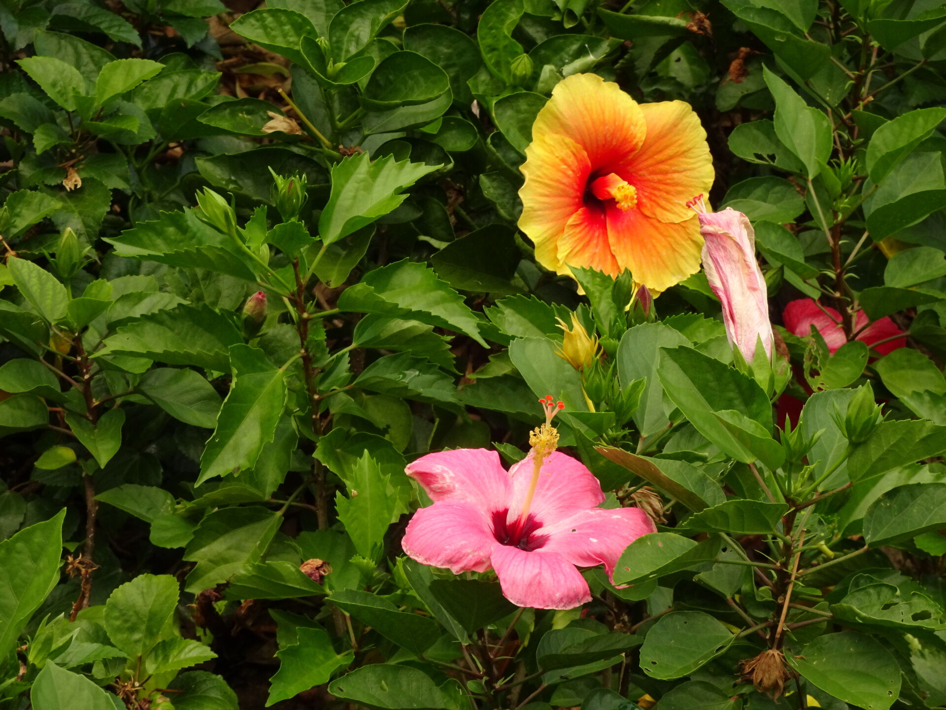 https://www.fa.gov.hk/朱槿(扶桑、大紅花)