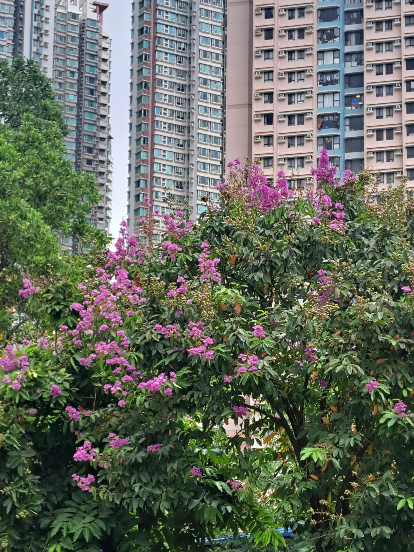https://www.fa.gov.hk/大花紫薇