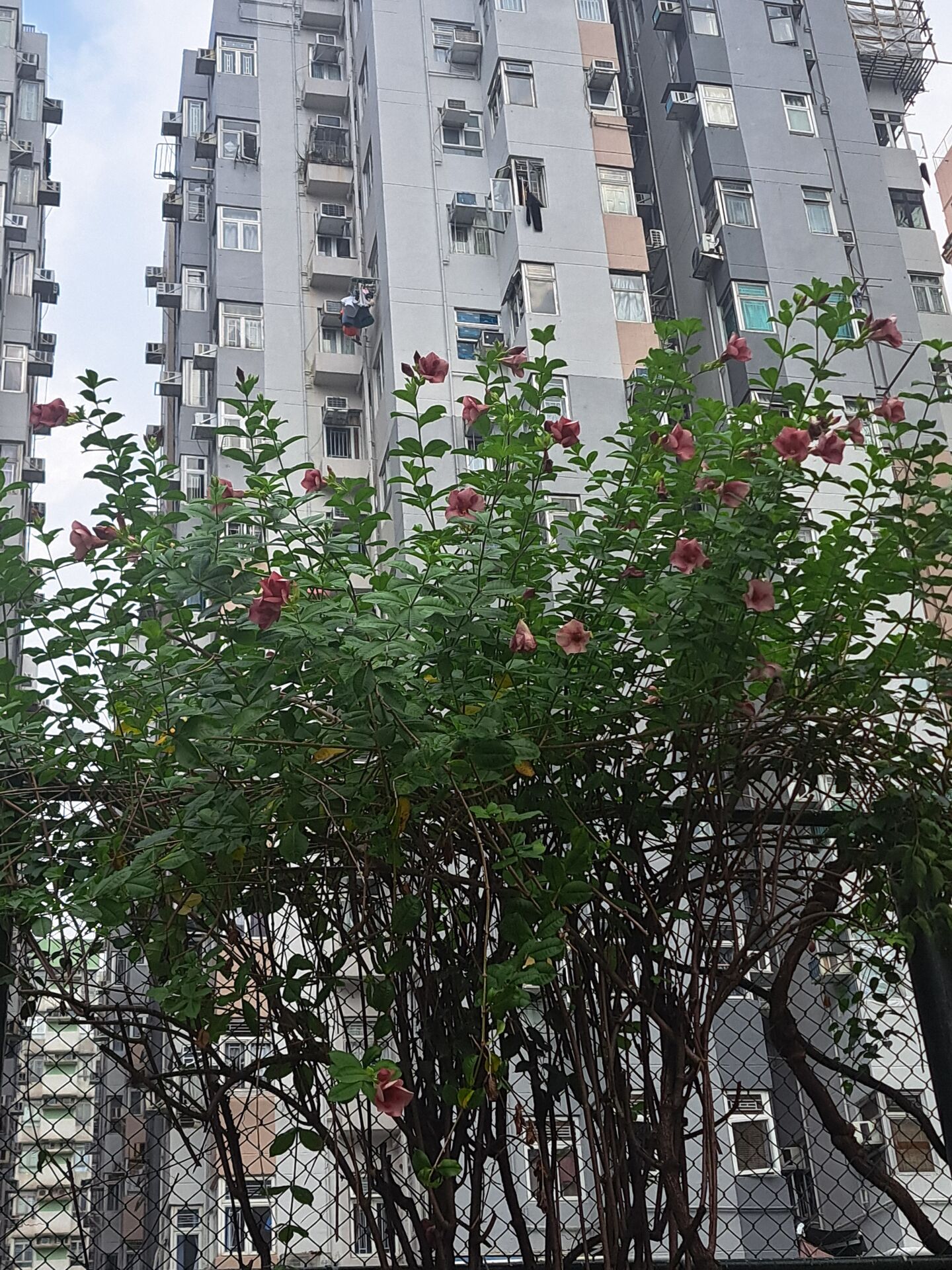https://www.fa.gov.hk/紫蟬