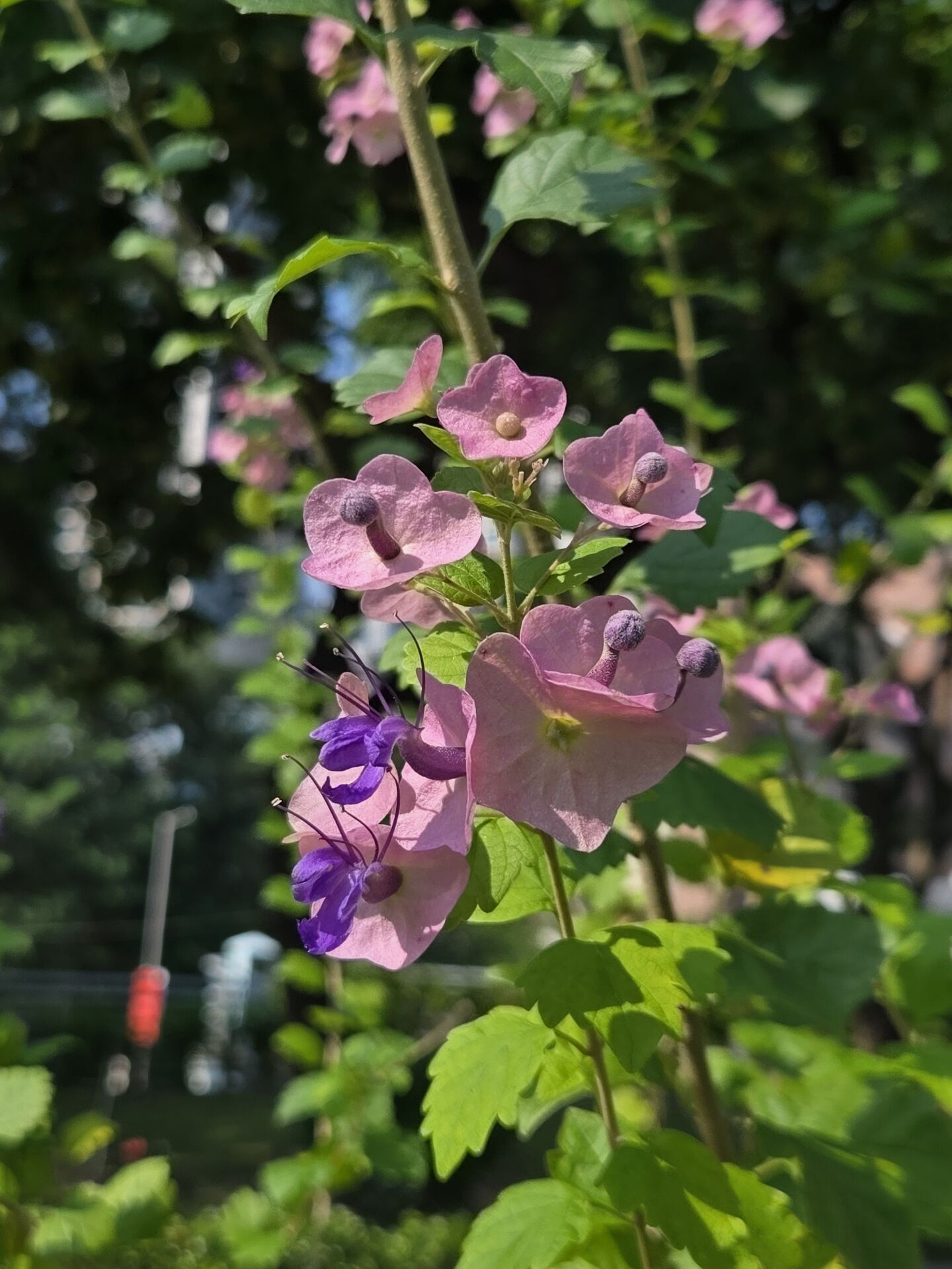 https://www.fa.gov.hk/蝶心花