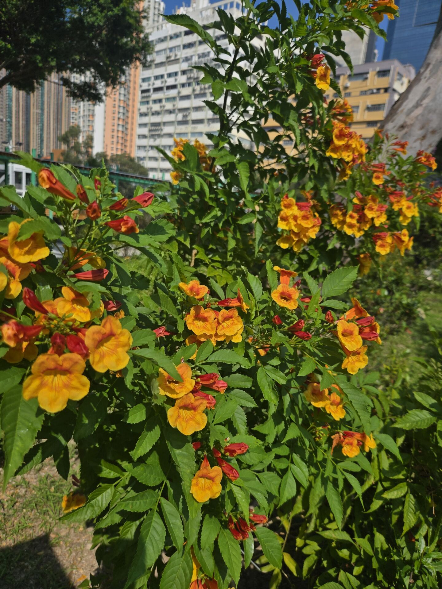 https://www.fa.gov.hk/橙鐘花