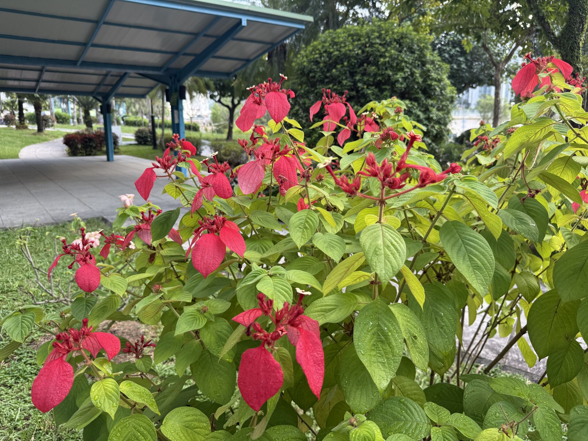 https://www.fa.gov.hk/紅葉金花(紅紙扇)