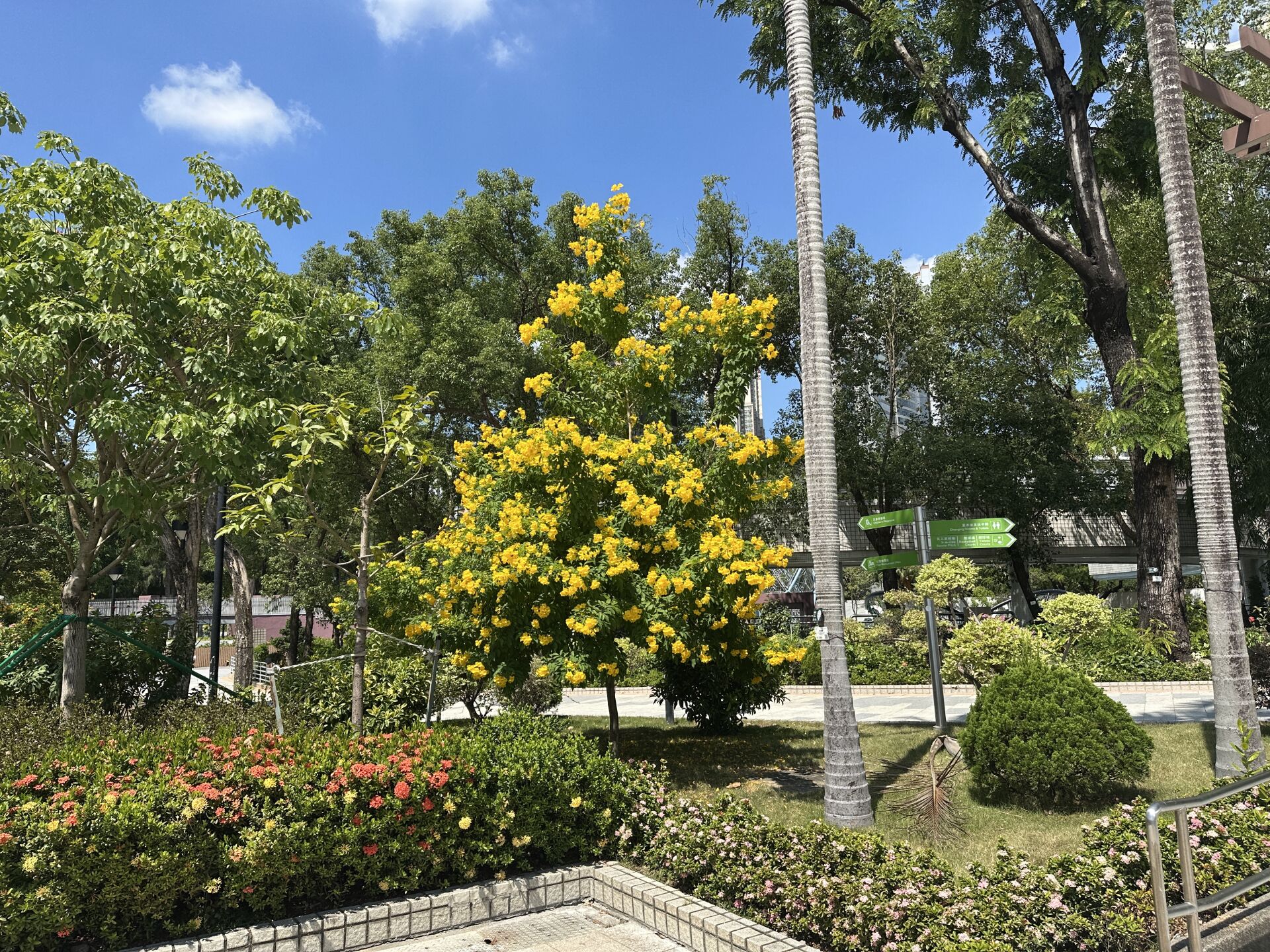https://www.fa.gov.hk/黃鐘花