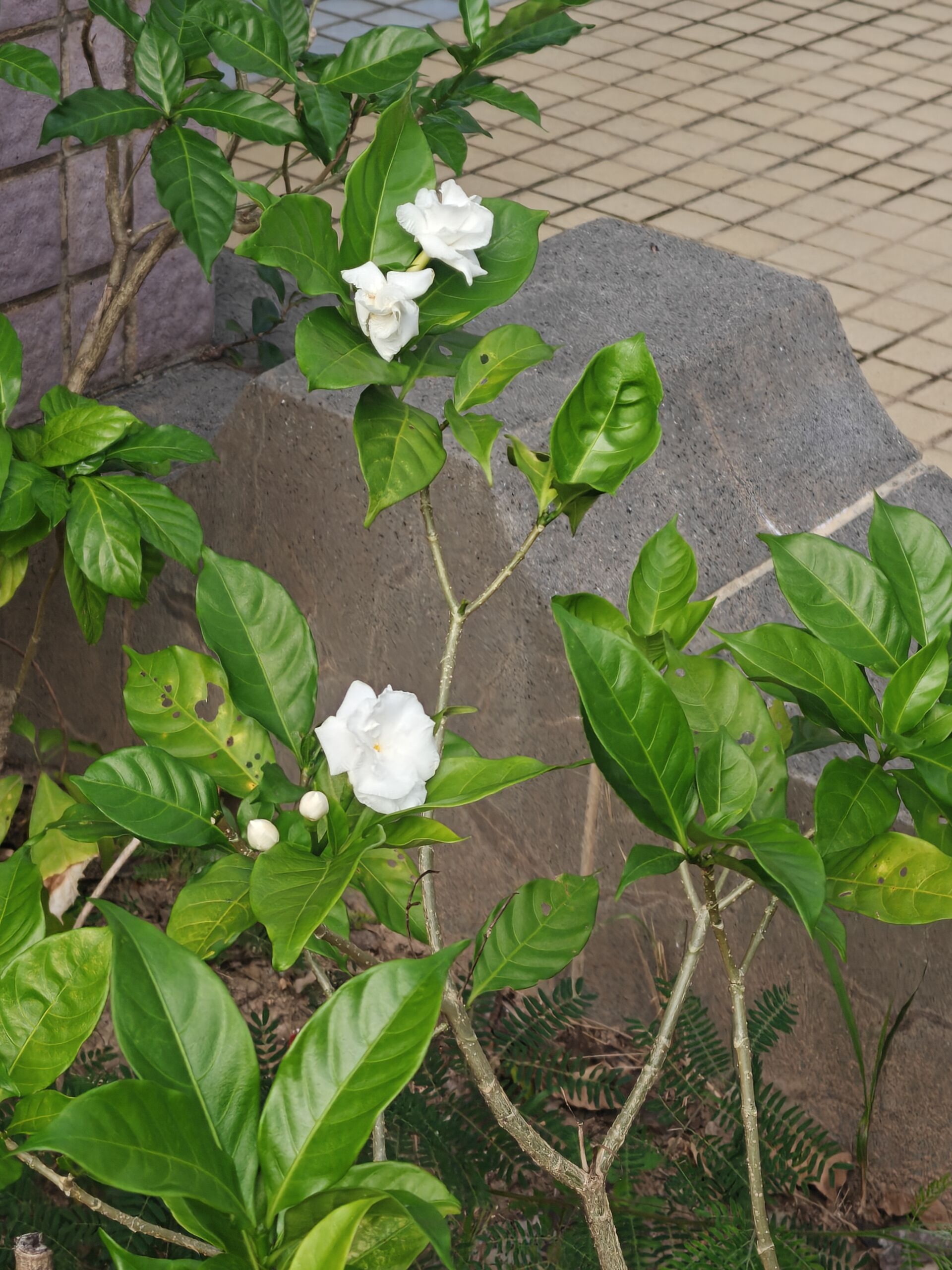 https://www.fa.gov.hk/狗牙花
