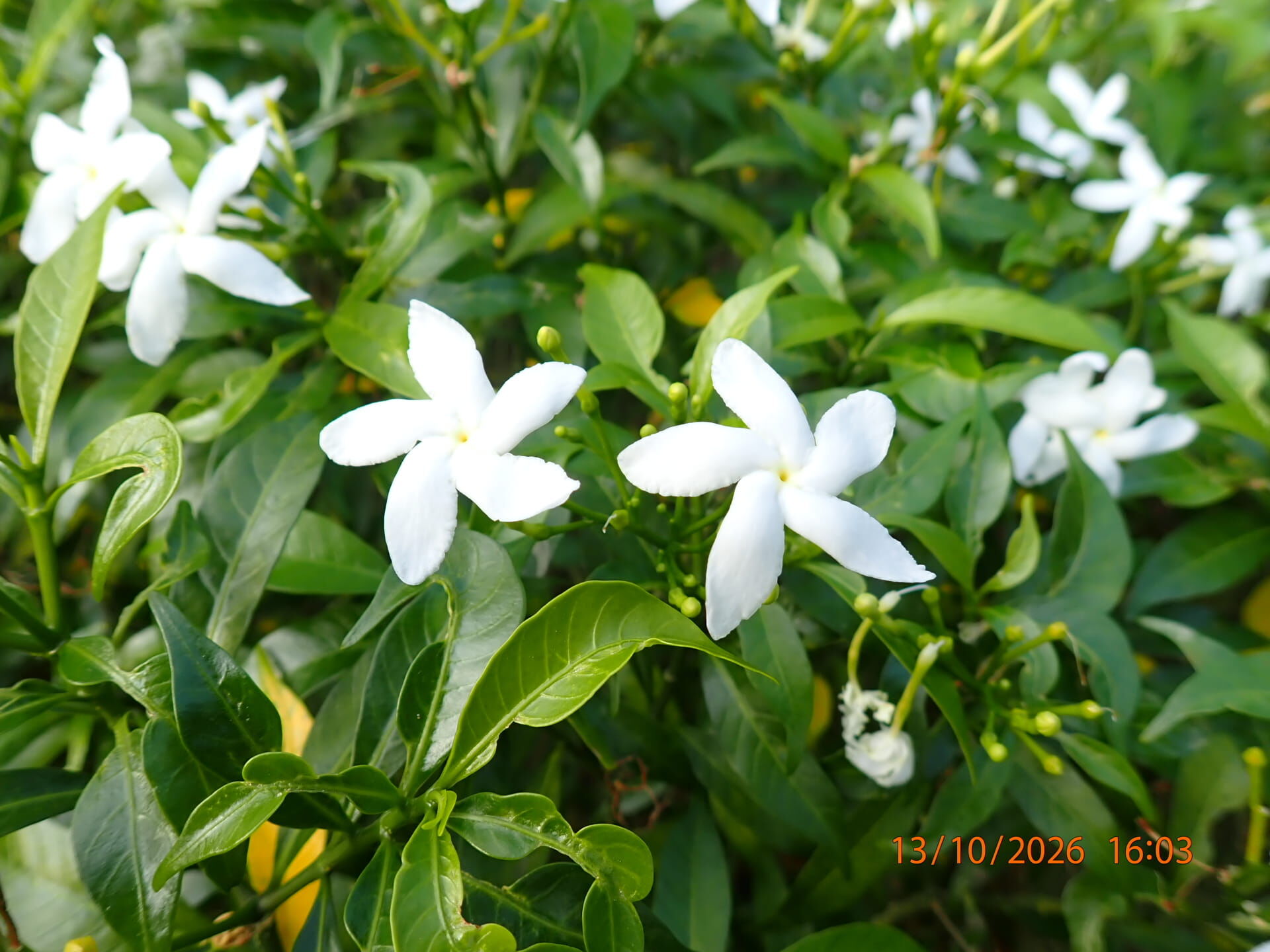 https://www.fa.gov.hk/珍珠狗牙花