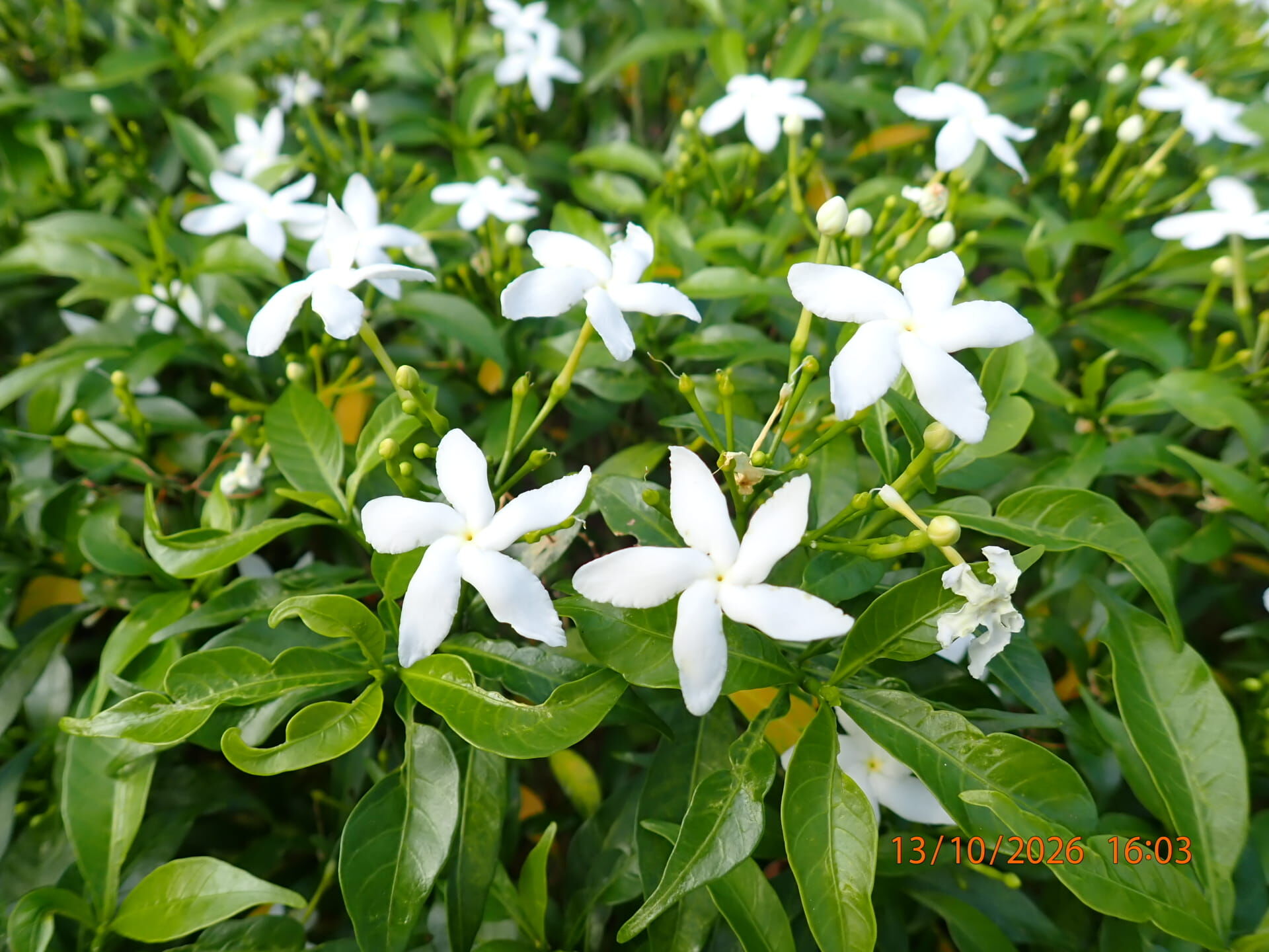 https://www.fa.gov.hk/珍珠狗牙花
