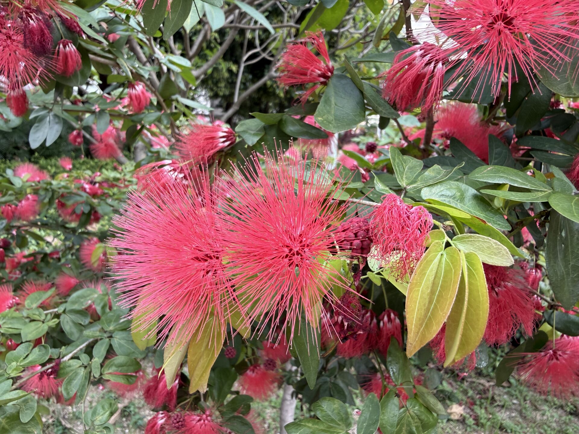 https://www.fa.gov.hk/朱纓花(紅絨球)