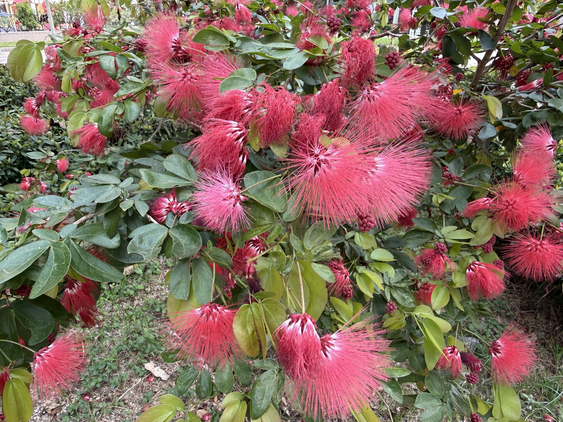 https://www.fa.gov.hk/朱纓花(紅絨球)