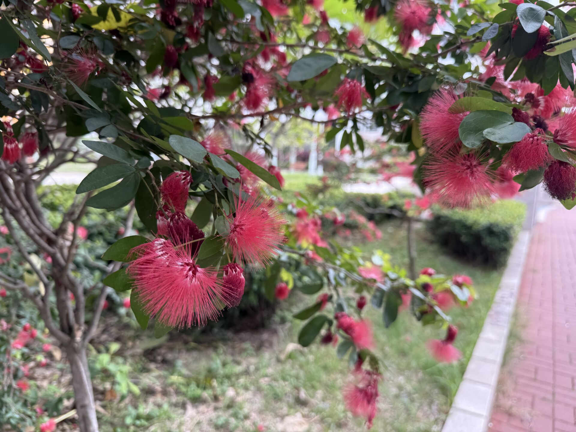https://www.fa.gov.hk/朱纓花(紅絨球)