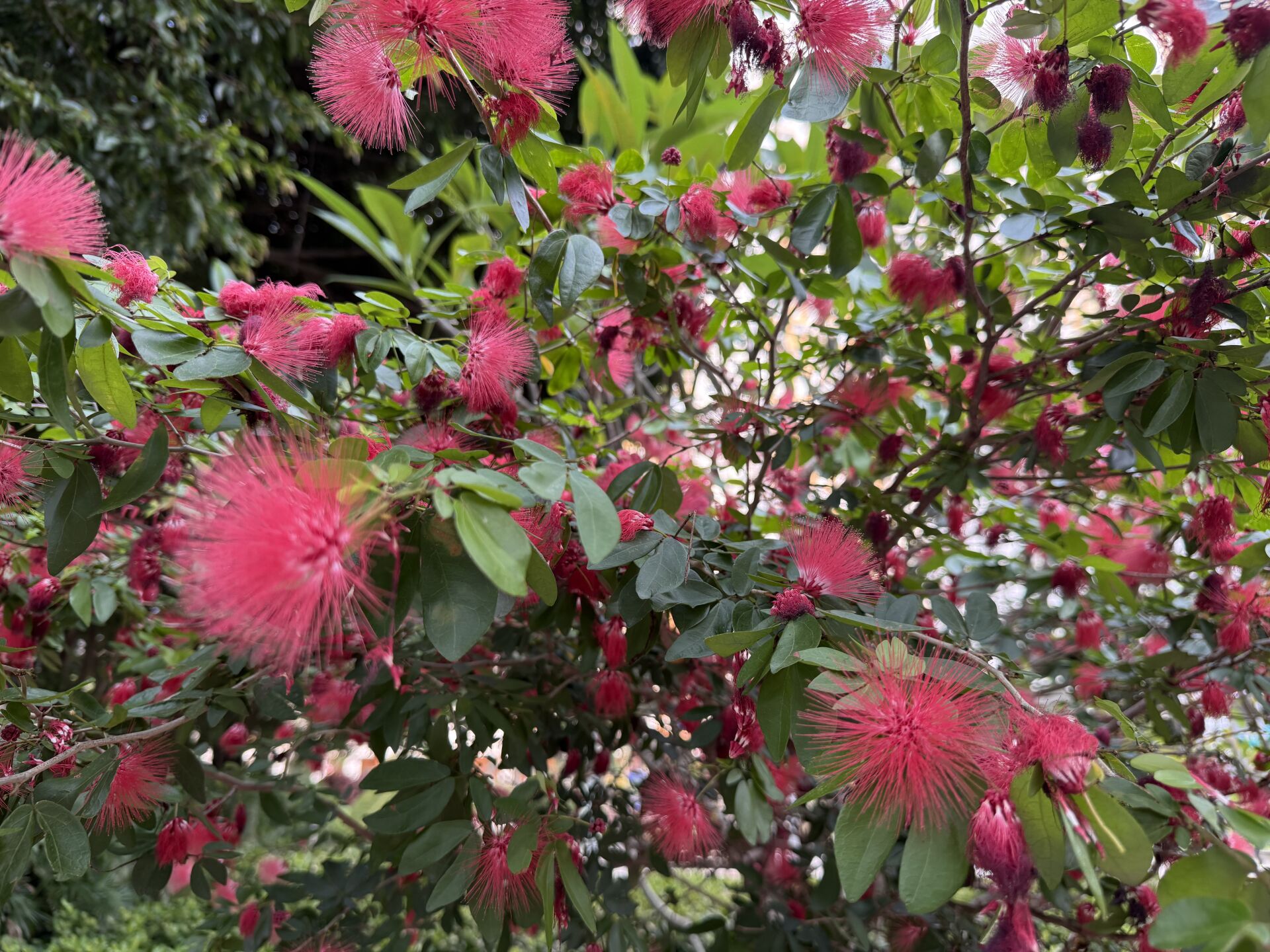 https://www.fa.gov.hk/朱纓花(紅絨球)