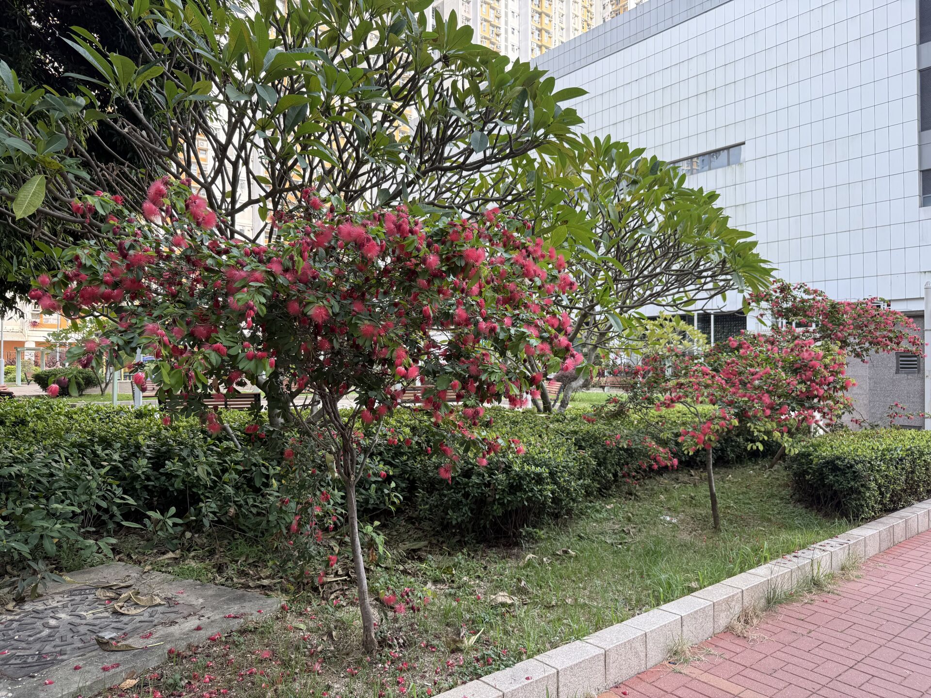 https://www.fa.gov.hk/朱纓花(紅絨球)
