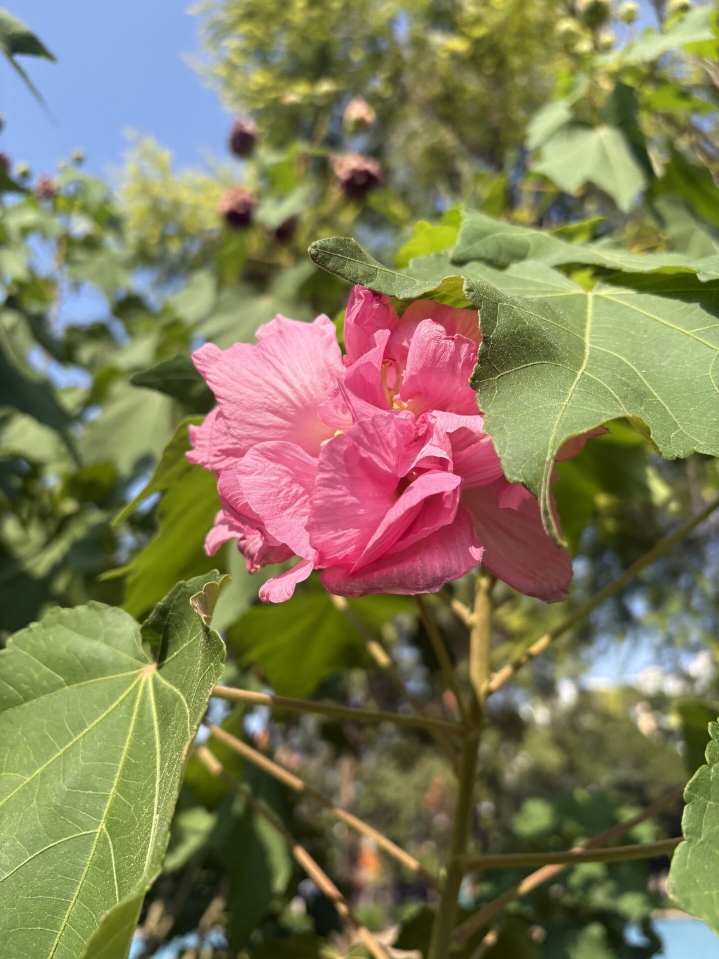 https://www.fa.gov.hk/木芙蓉