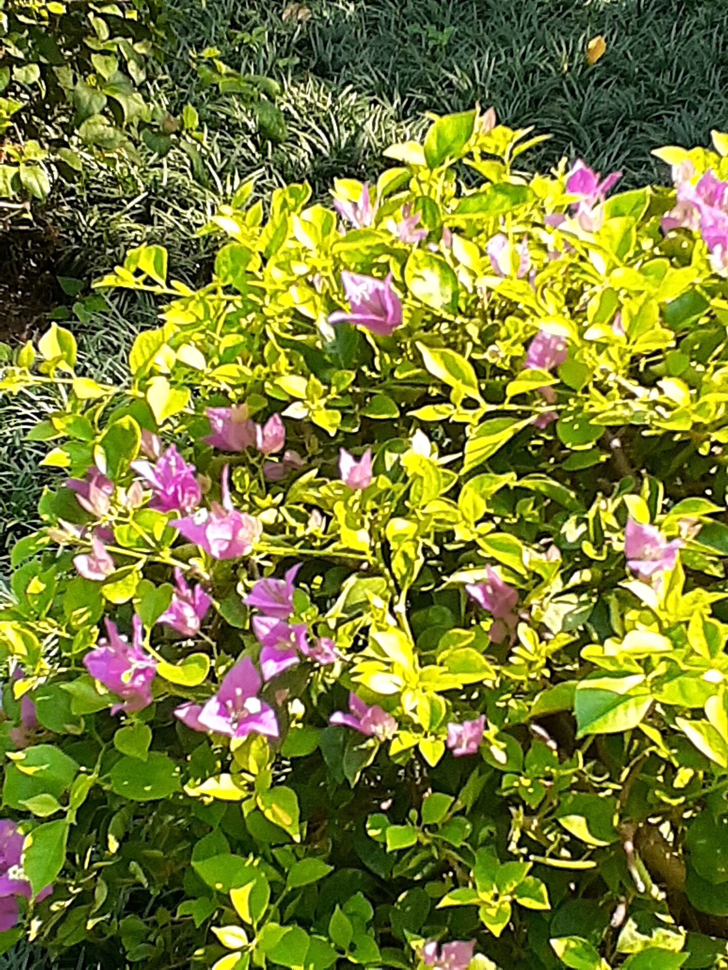 https://www.fa.gov.hk/葉子花(簕杜鵑)
