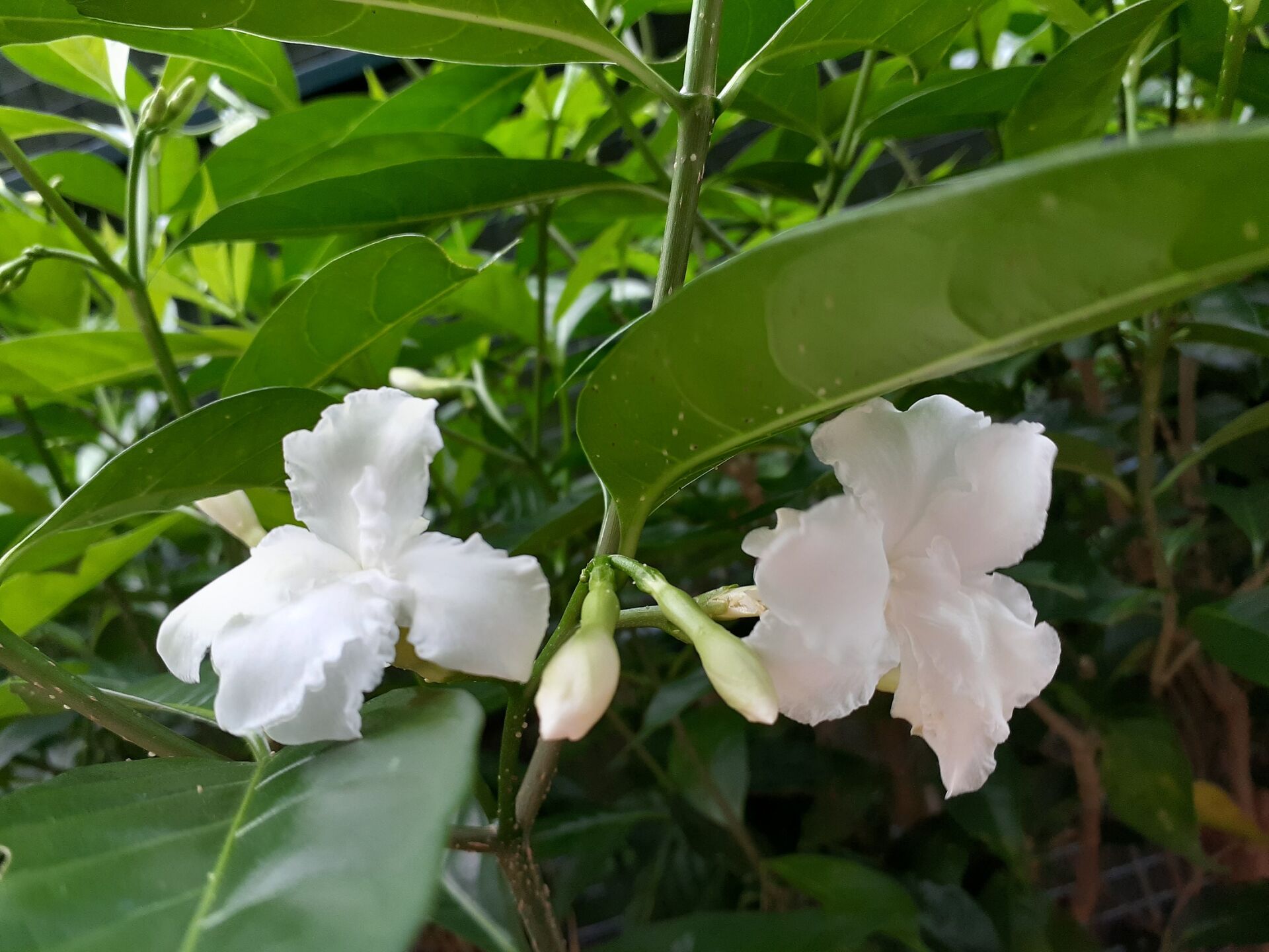 https://www.fa.gov.hk/狗牙花