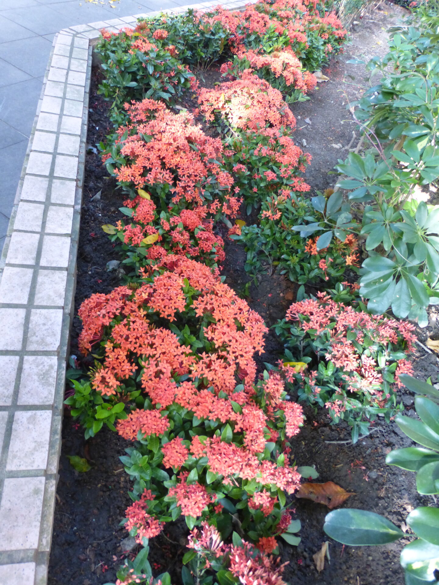 https://www.fa.gov.hk/細葉龍船花