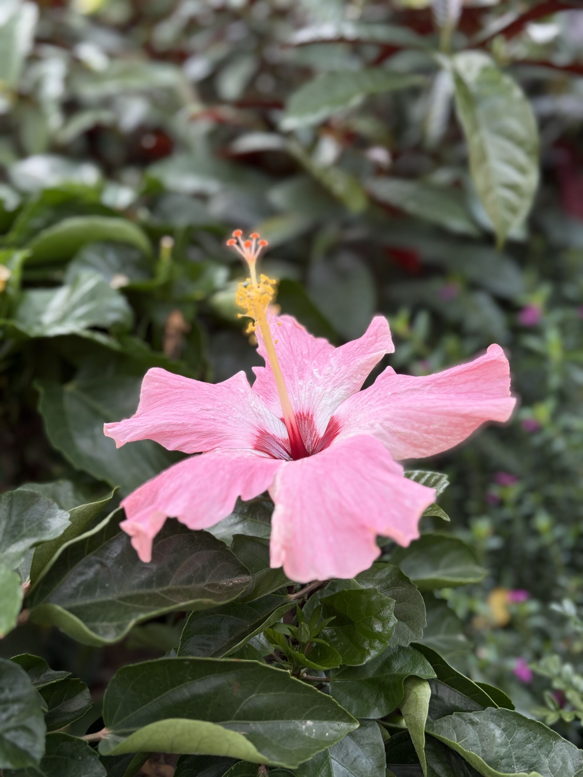 https://www.fa.gov.hk/朱槿(扶桑、大紅花)