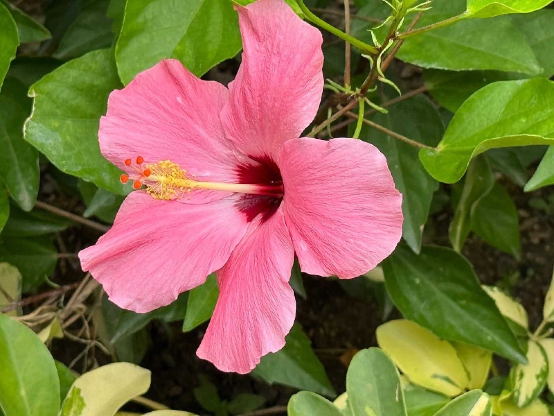 https://www.fa.gov.hk/朱槿(扶桑、大紅花)