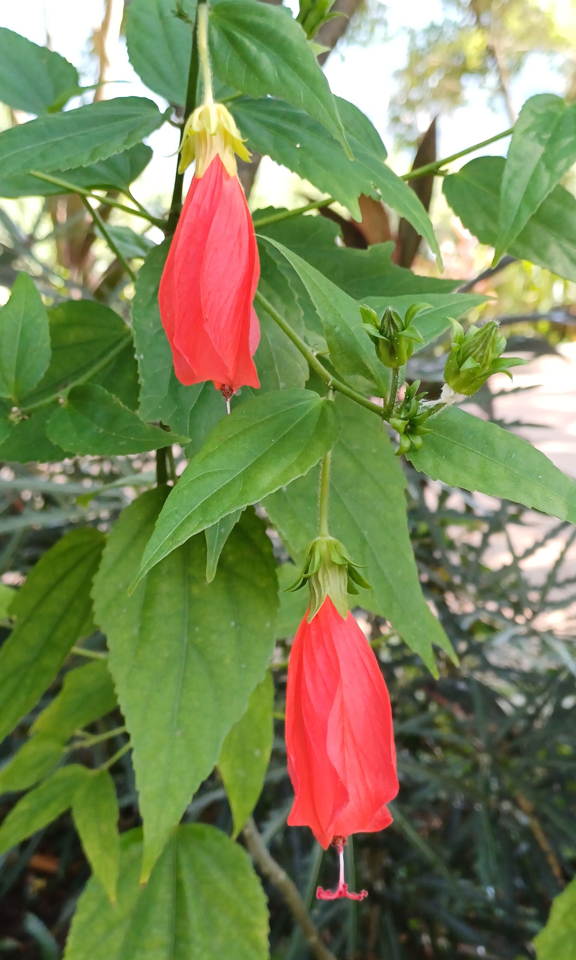 https://www.fa.gov.hk/垂花懸鈴花