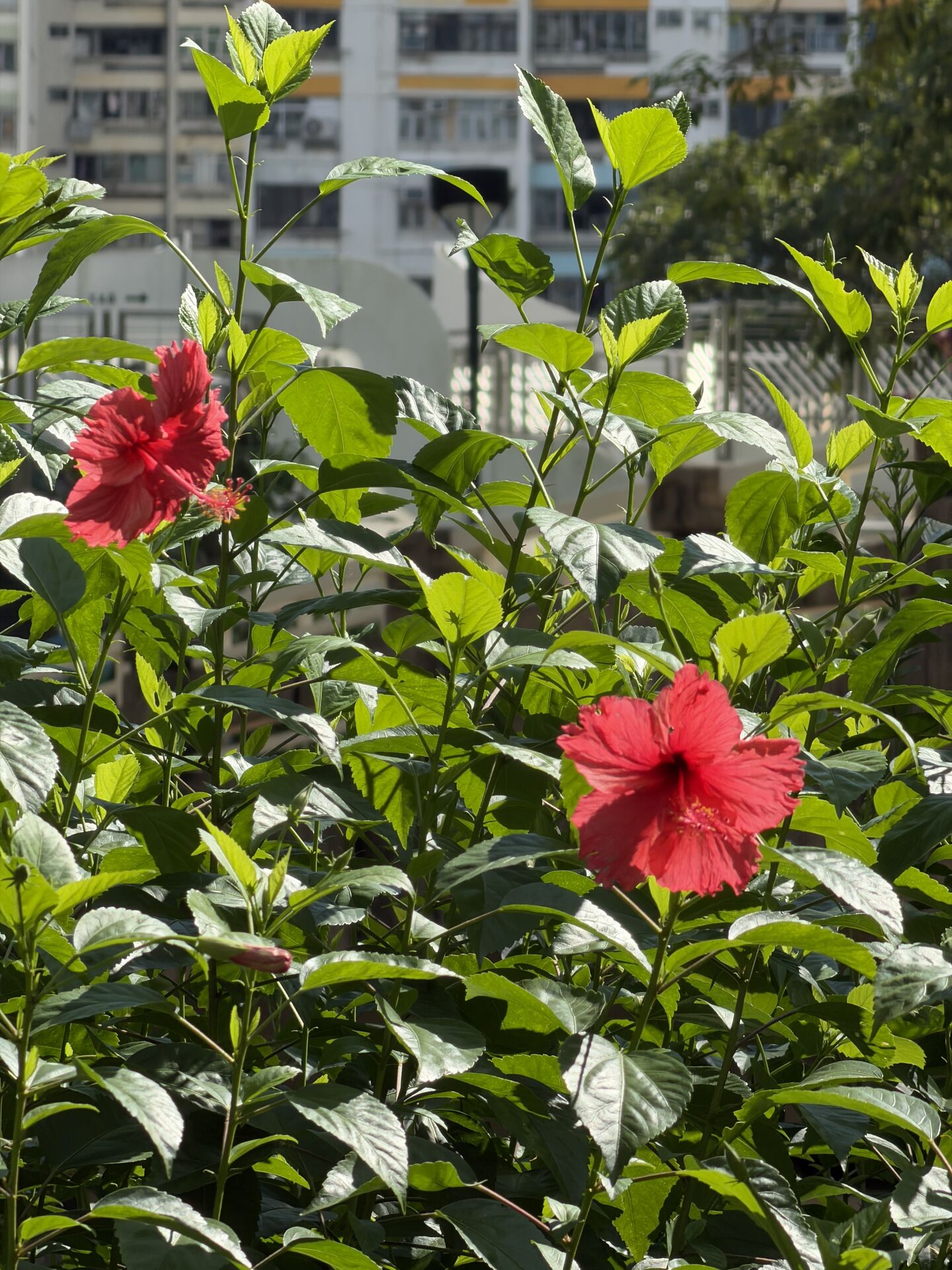 https://www.fa.gov.hk/朱槿(扶桑、大紅花)