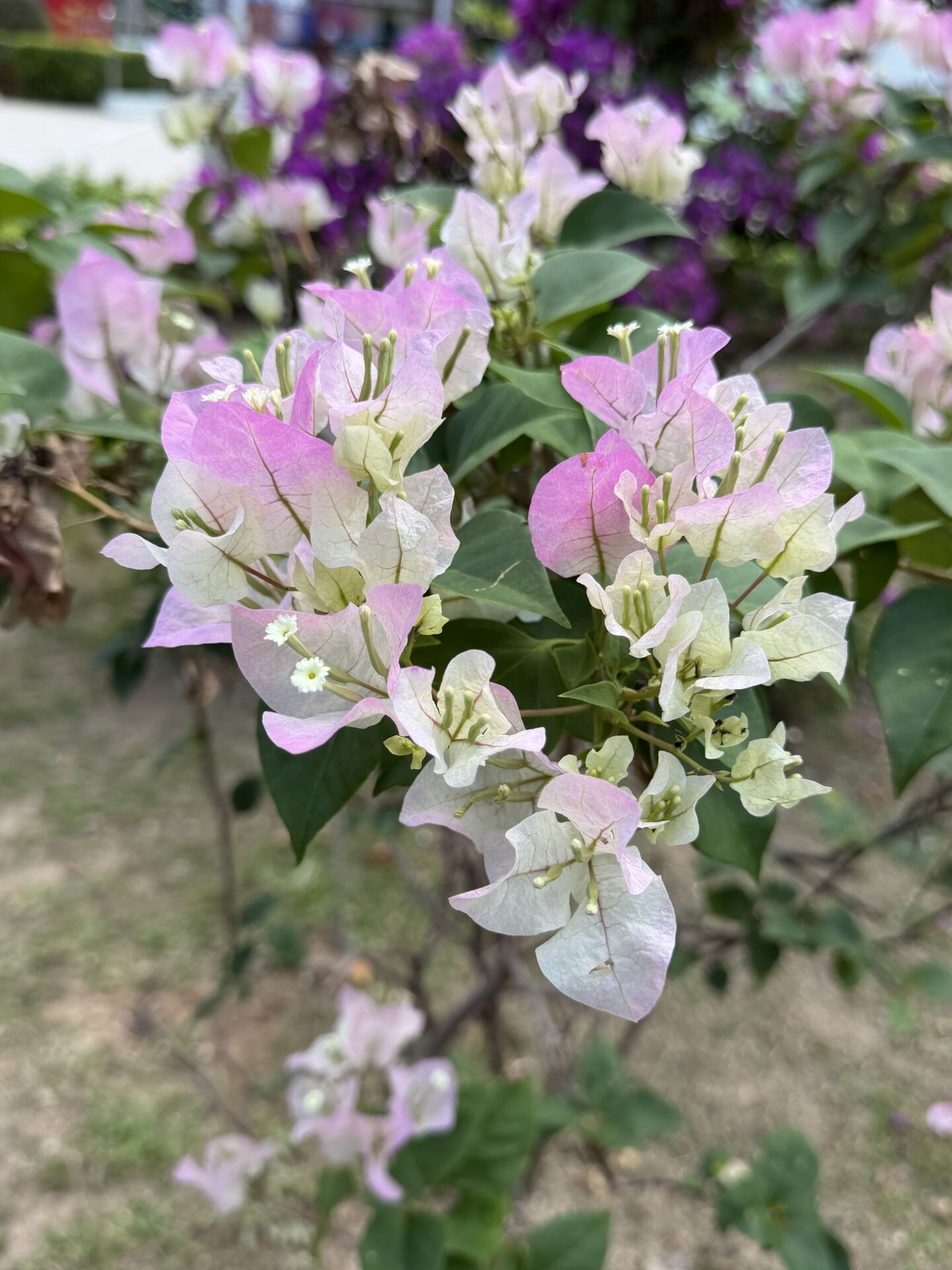 https://www.fa.gov.hk/葉子花(簕杜鵑)