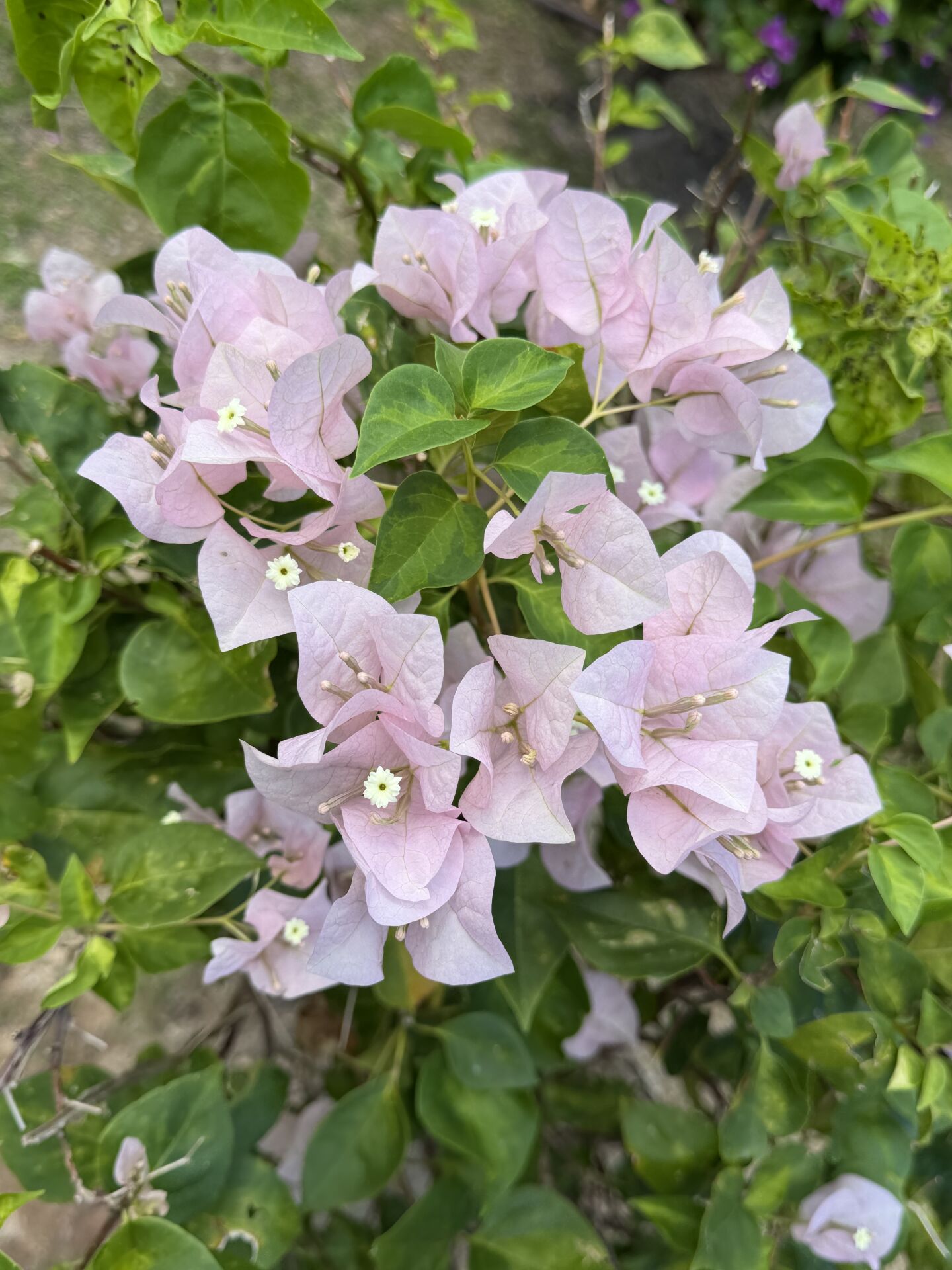https://www.fa.gov.hk/葉子花(簕杜鵑)