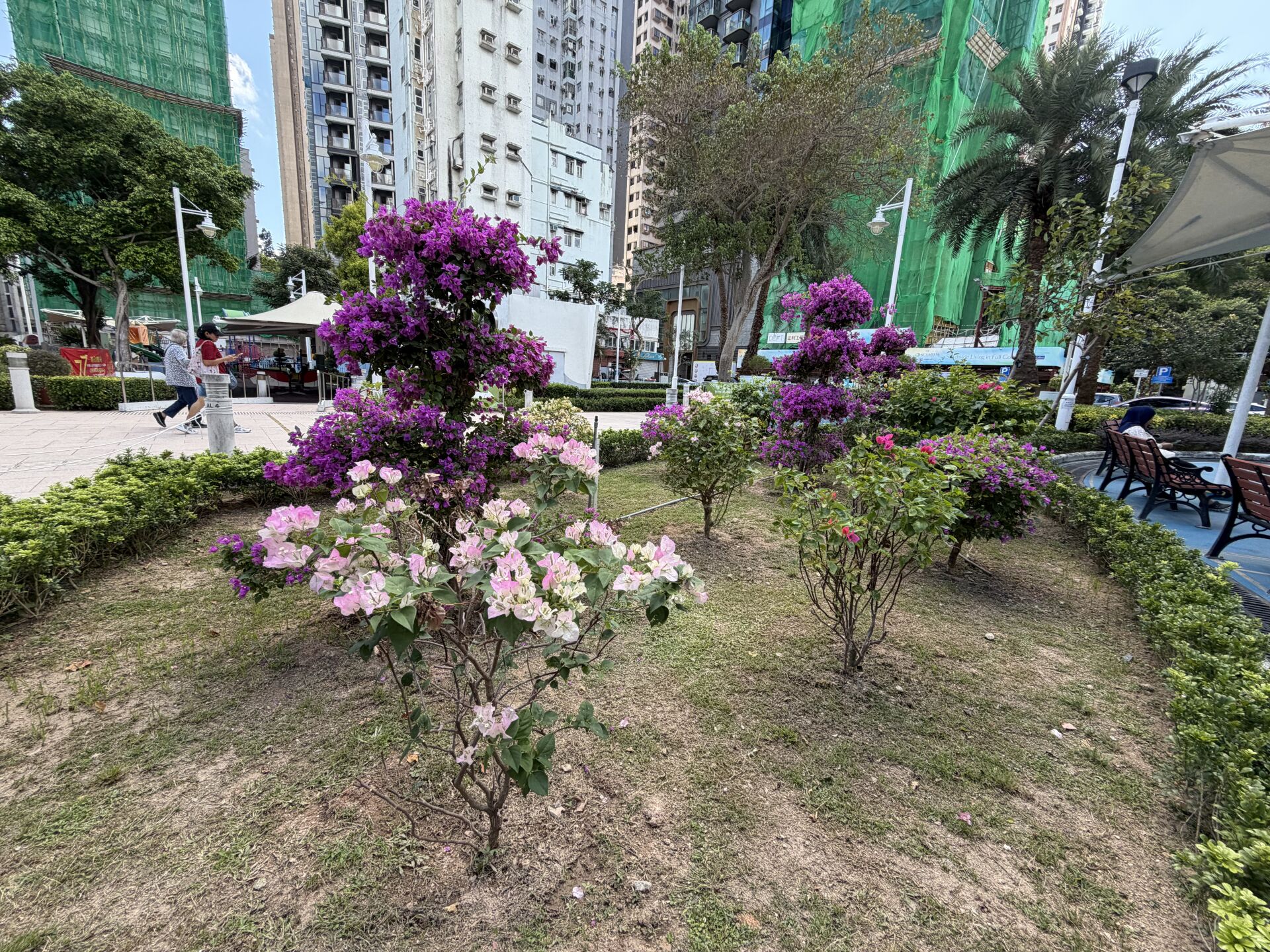 https://www.fa.gov.hk/葉子花(簕杜鵑)