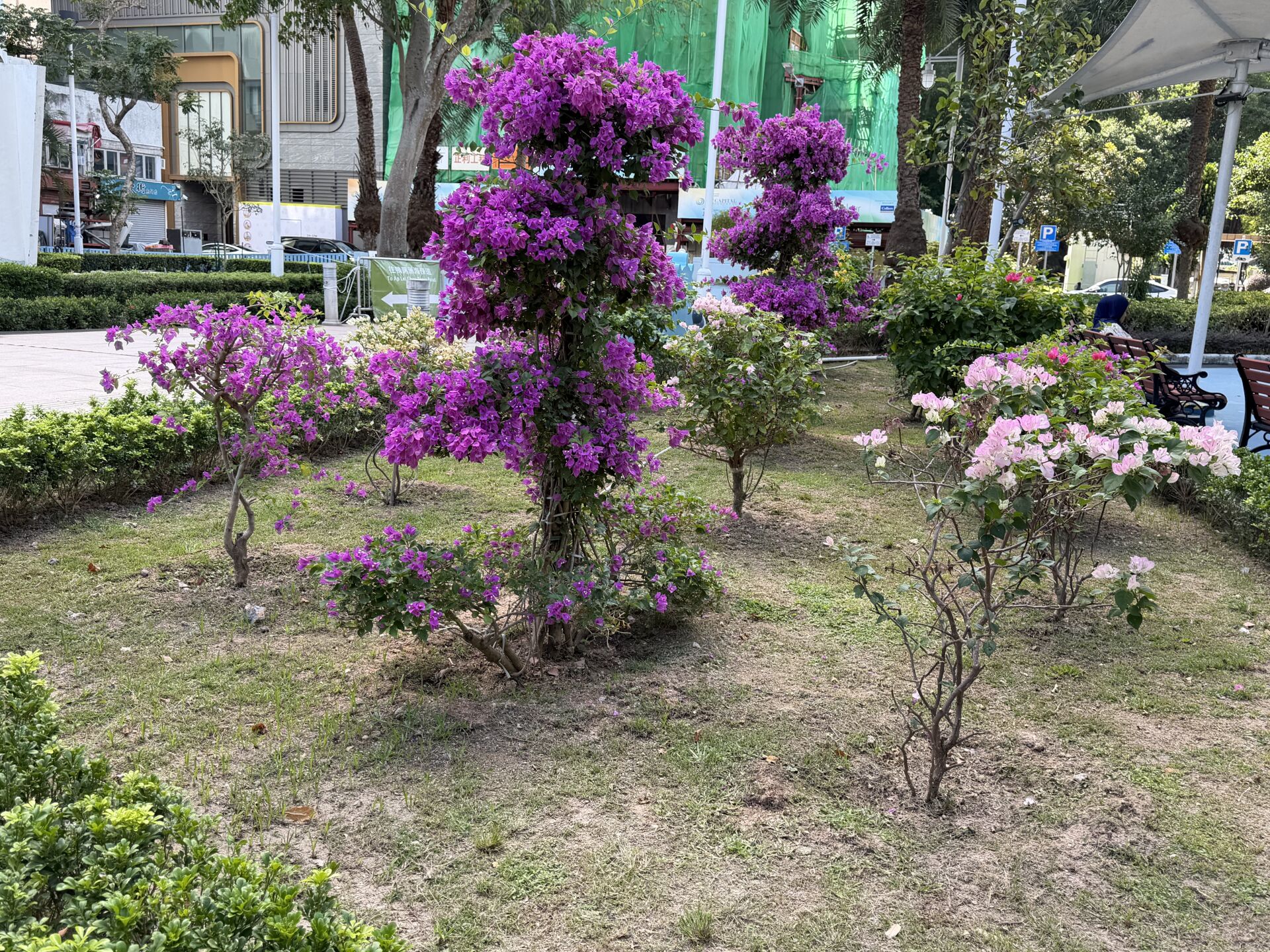 https://www.fa.gov.hk/葉子花(簕杜鵑)