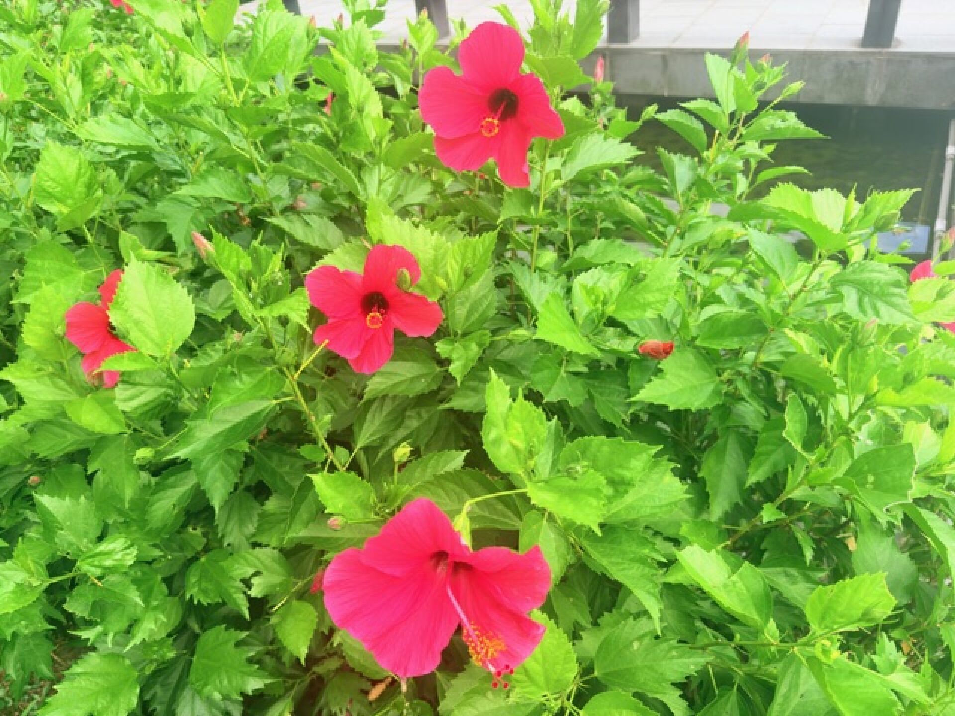 https://www.fa.gov.hk/朱槿(扶桑、大紅花)